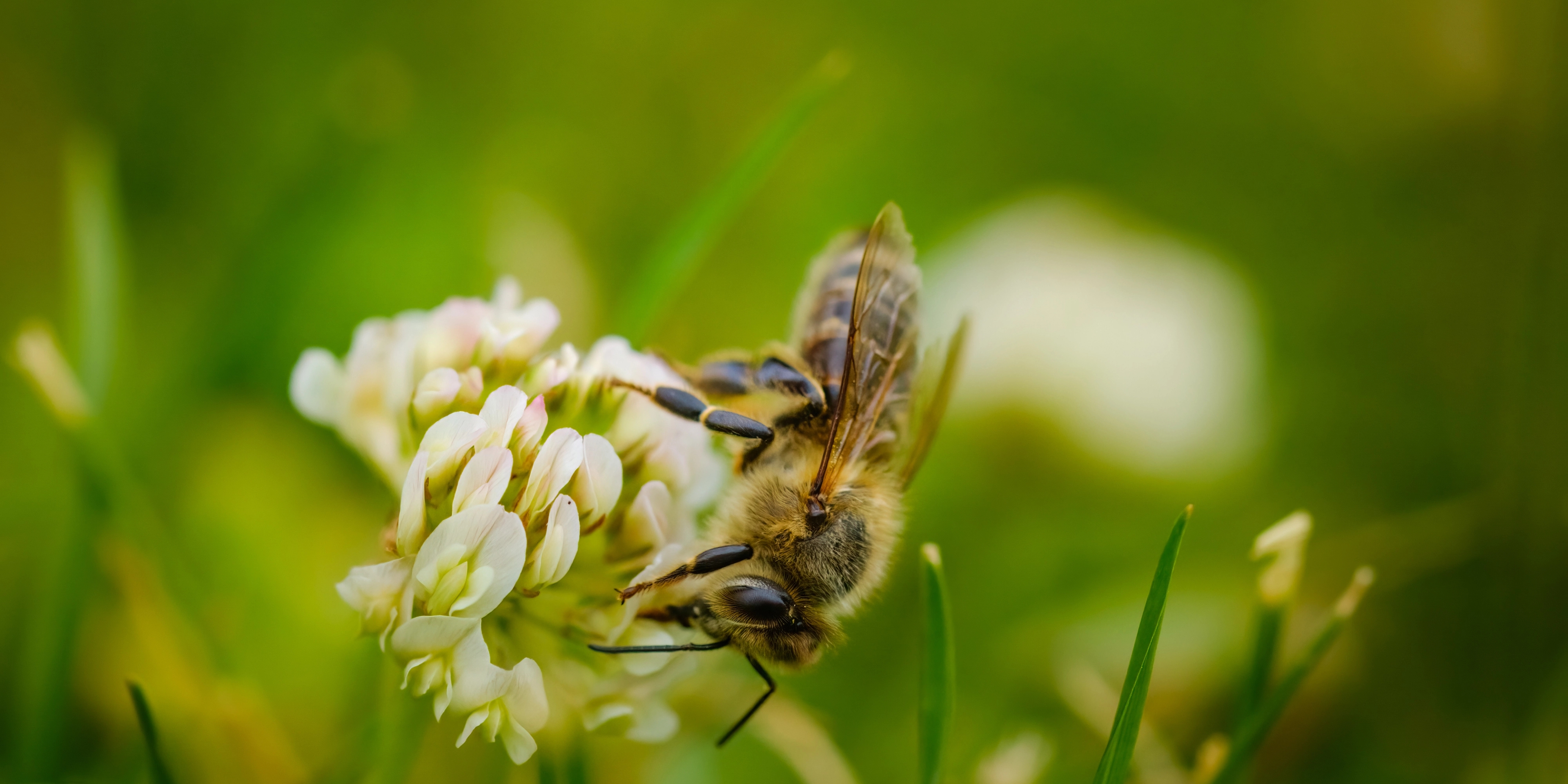 Bee on a lilac