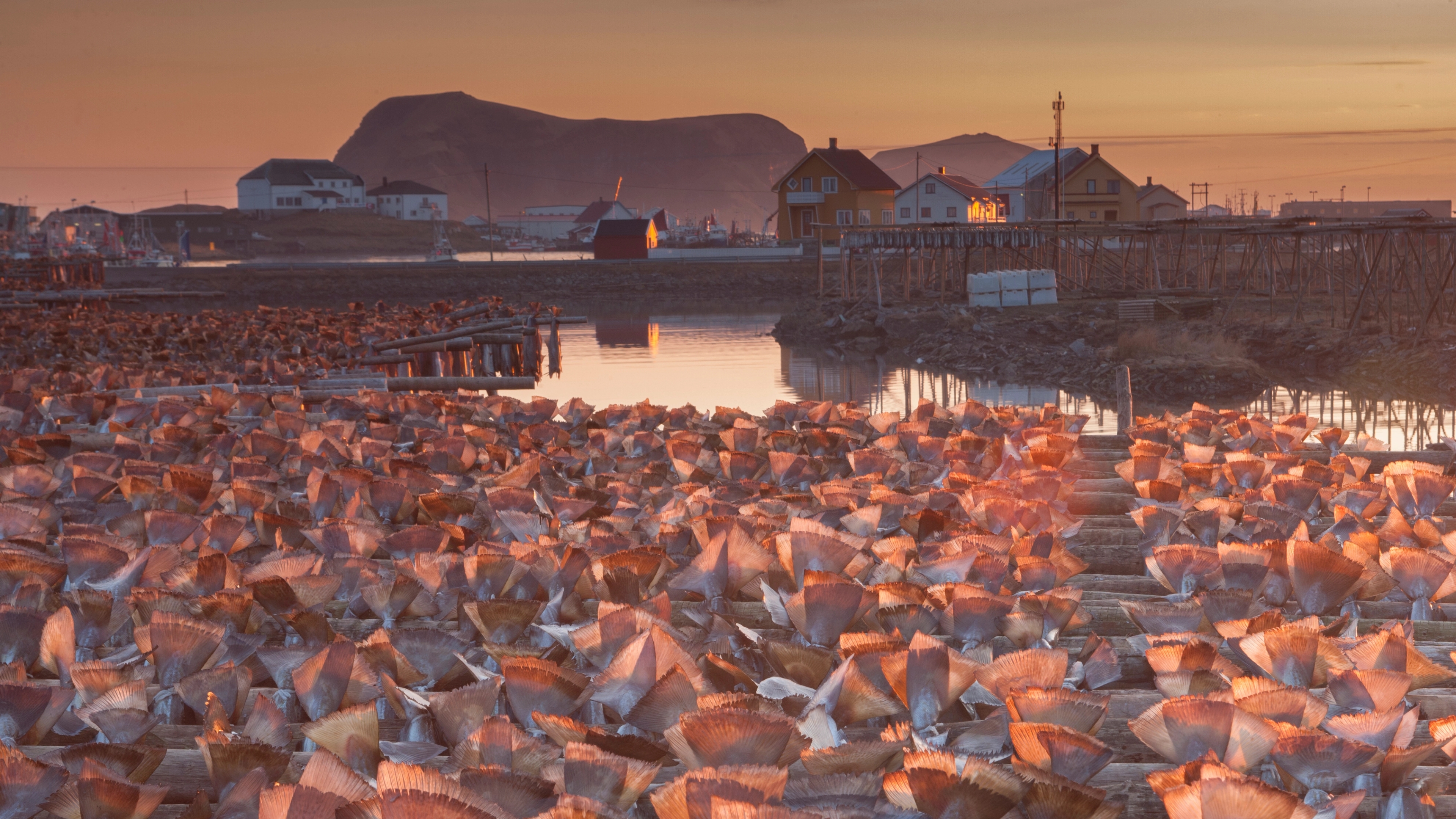 Dried cod in the midnight sun in Røst, Lofoten