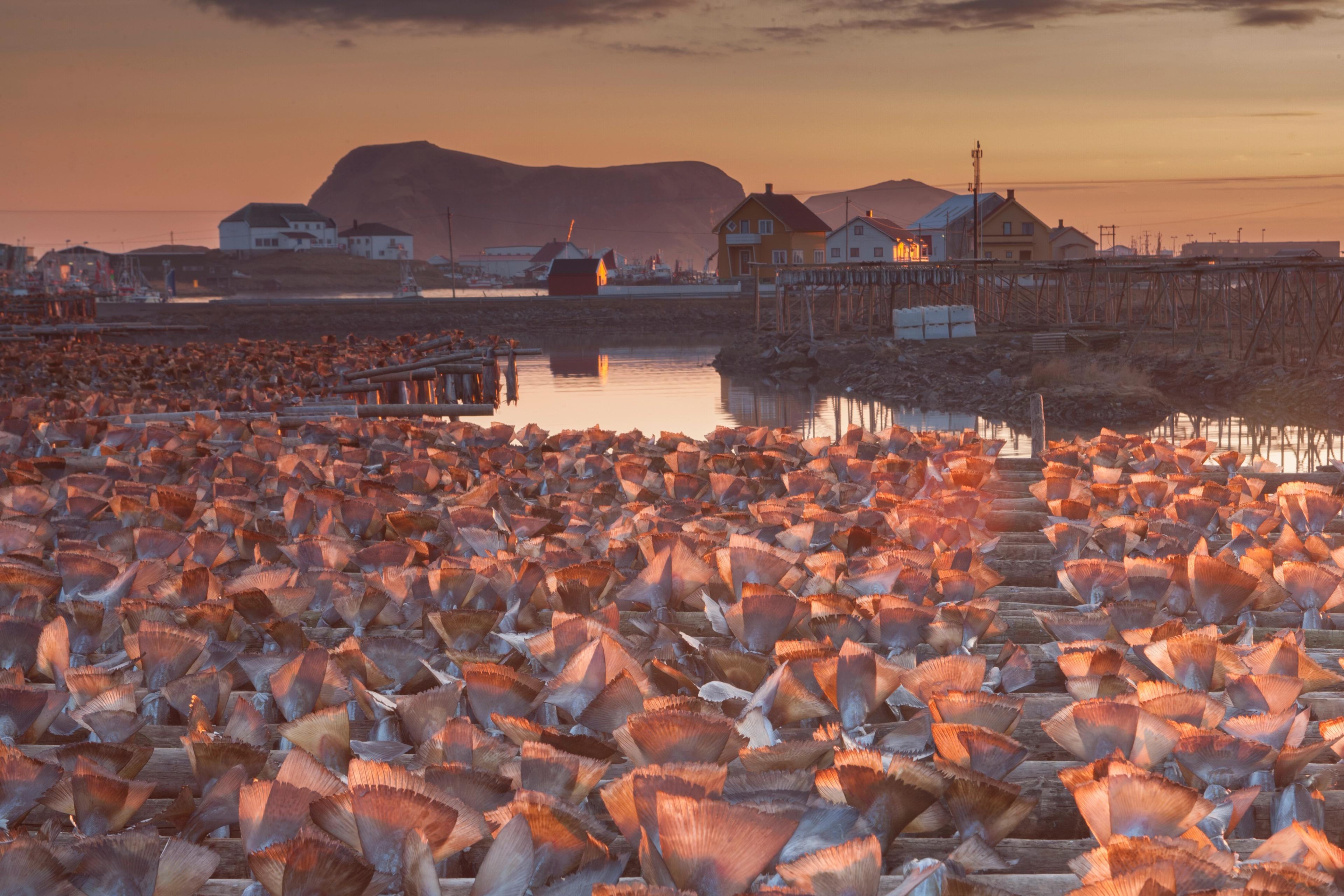 Dried cod in the midnight sun in Røst, Lofoten