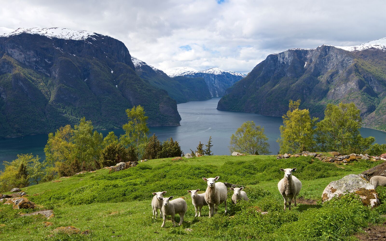 Sheep grazing in Aurlandsfjorden