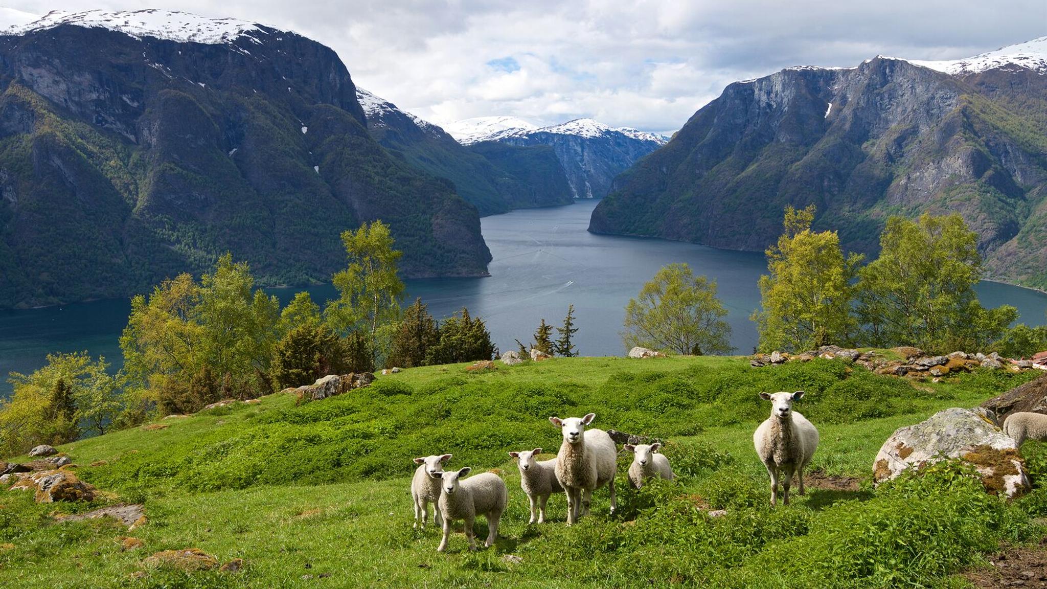 Sheep grazing in Aurlandsfjorden