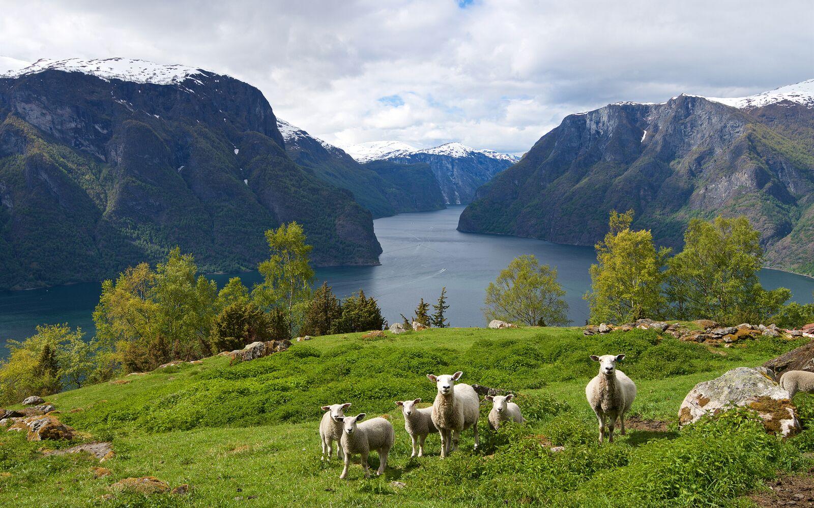 Sheep grazing in Aurlandsfjorden