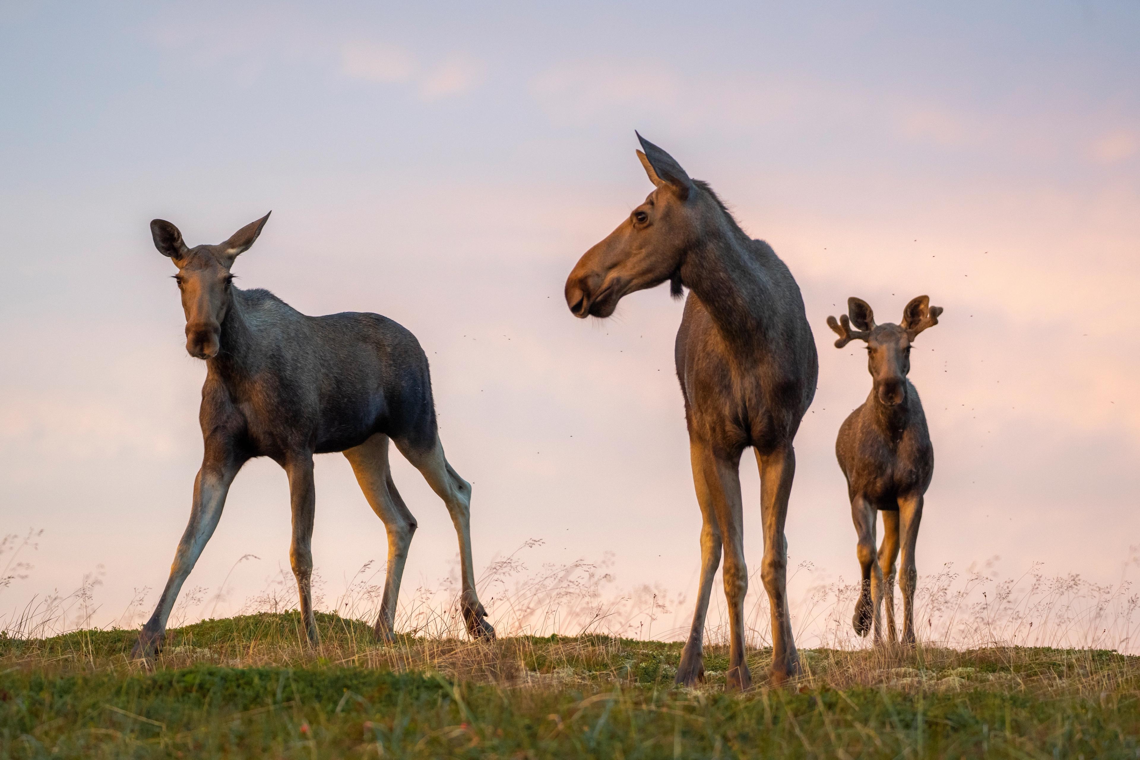 Three young moose in Andøya, Northern Norway