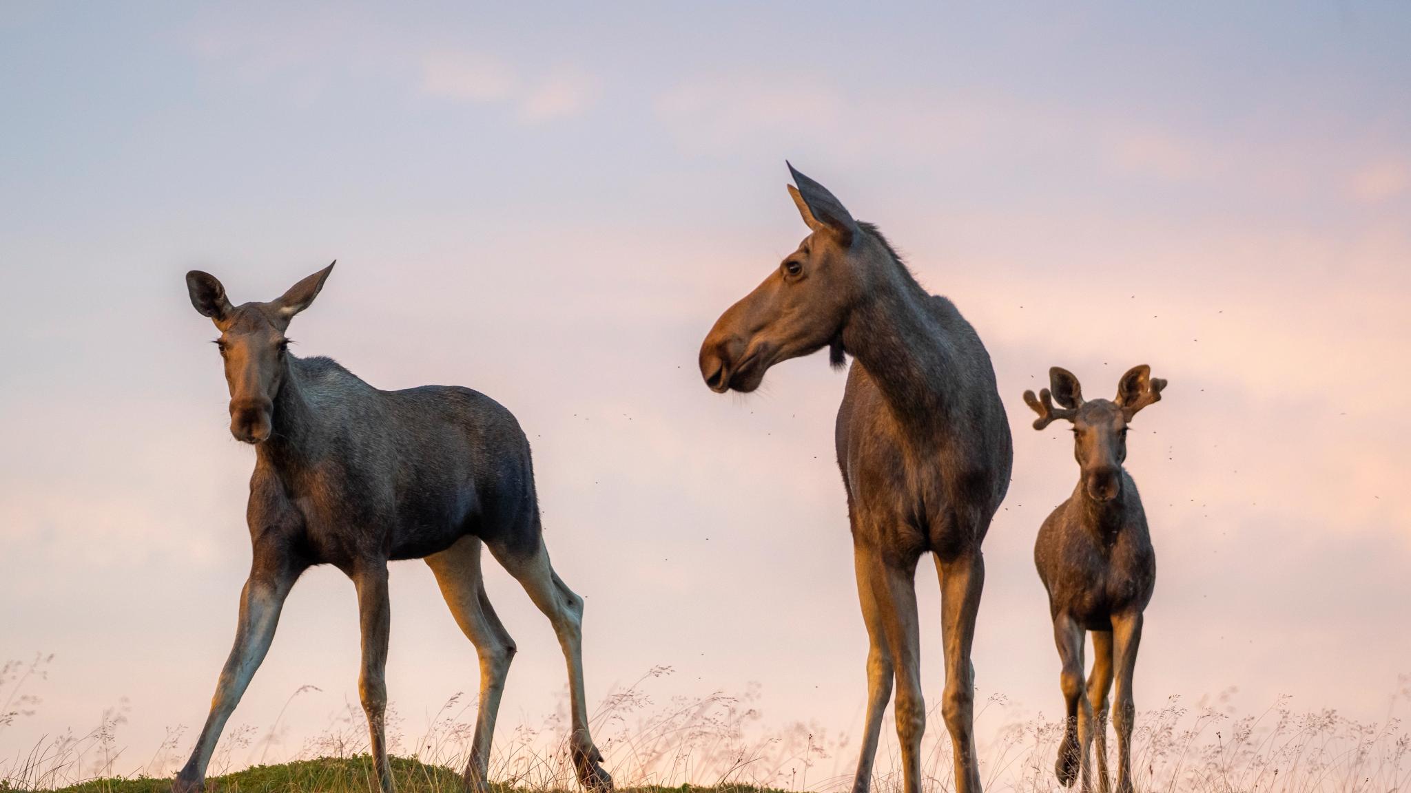 Three young moose in Andøya, Northern Norway