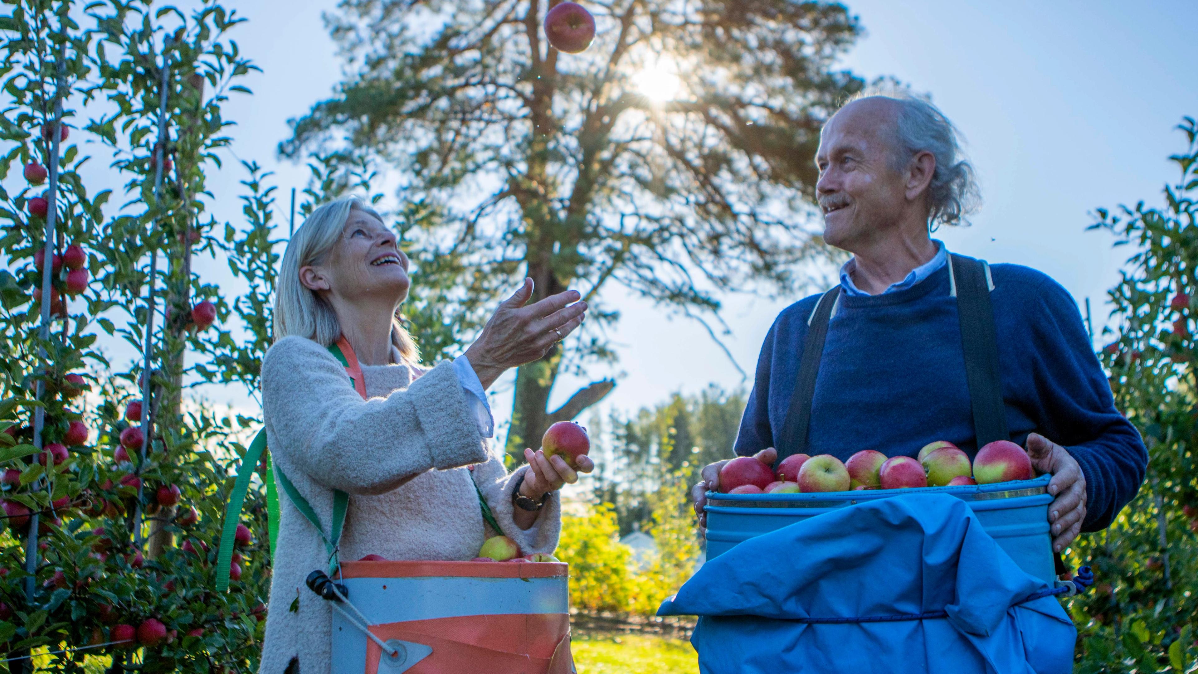 Juggle apples in field, Gvarv
