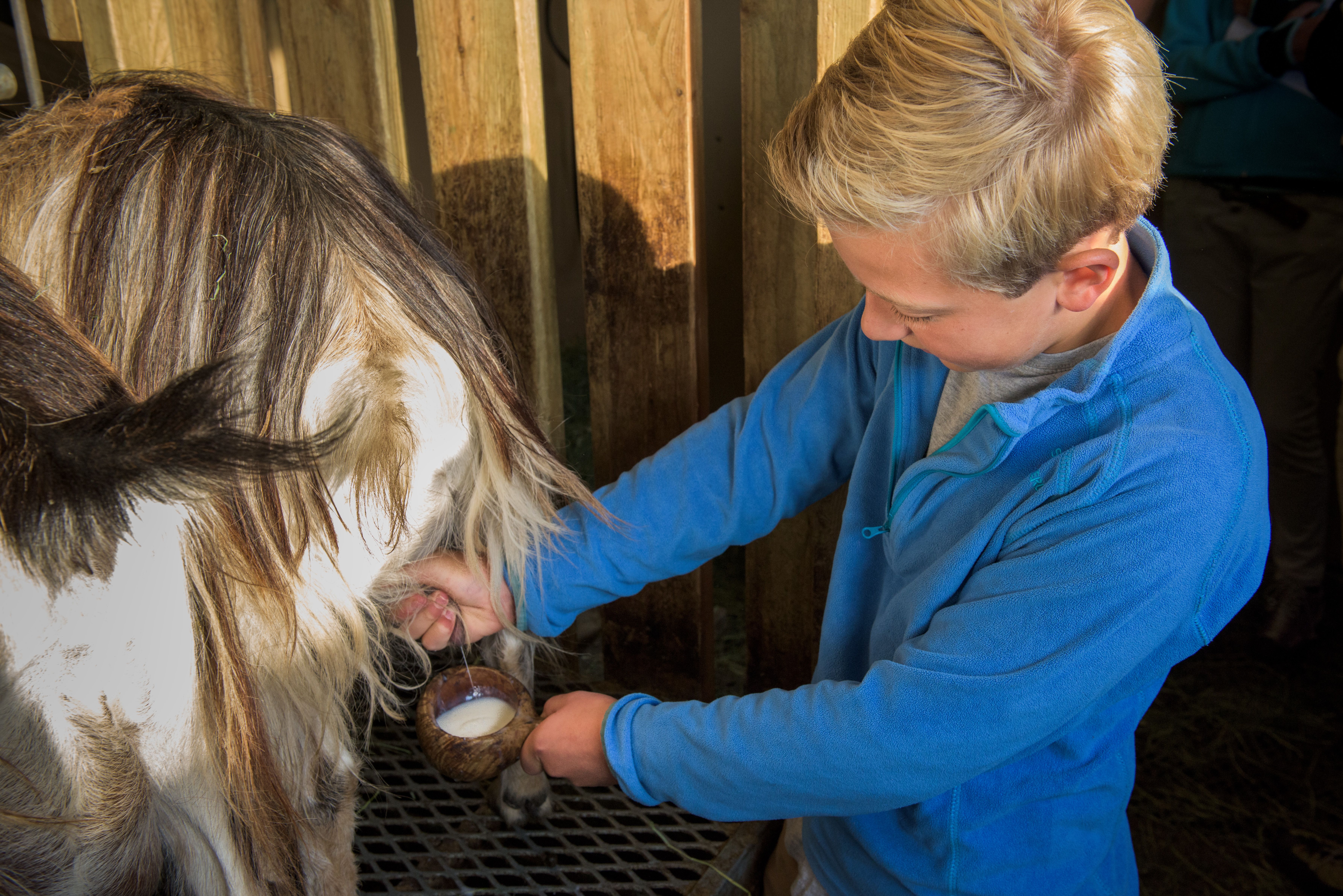 A boy milking a goat in Norway
