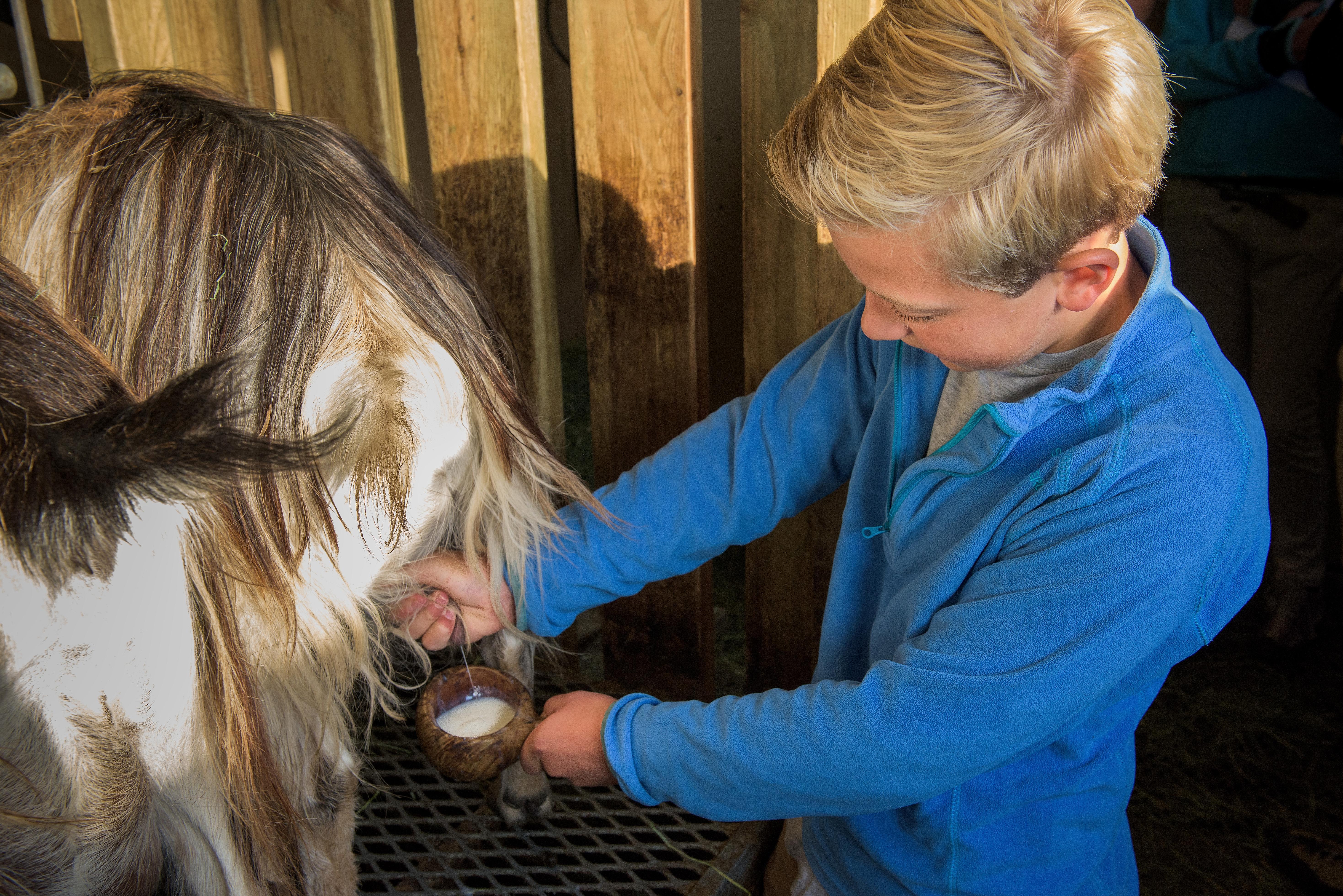 A boy milking a goat in Norway