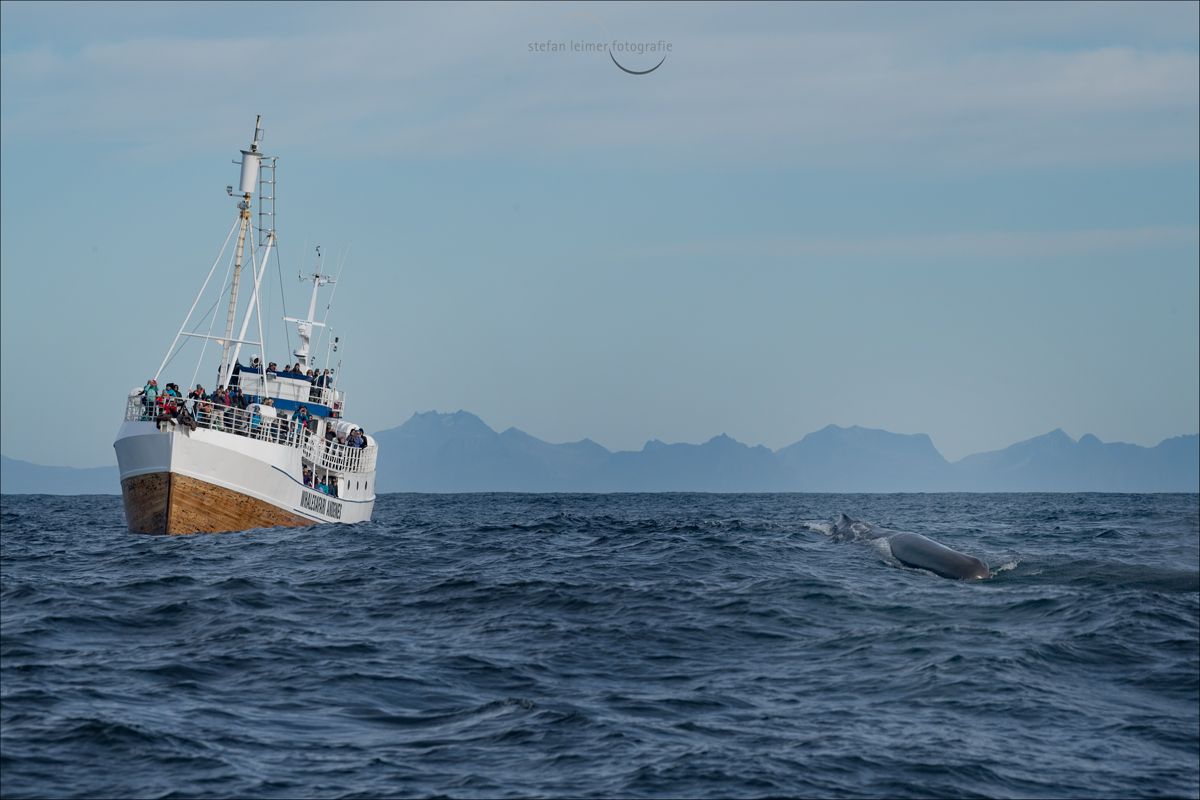 The whale safari ship and a whale in front