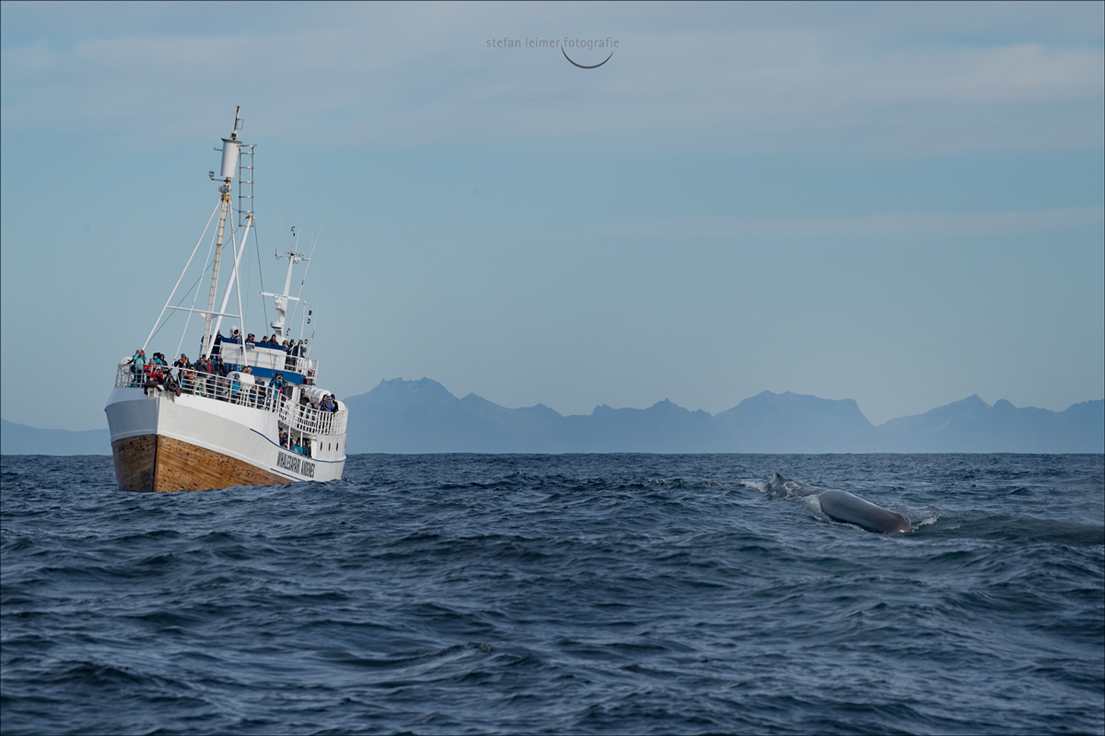The whale safari ship and a whale in front