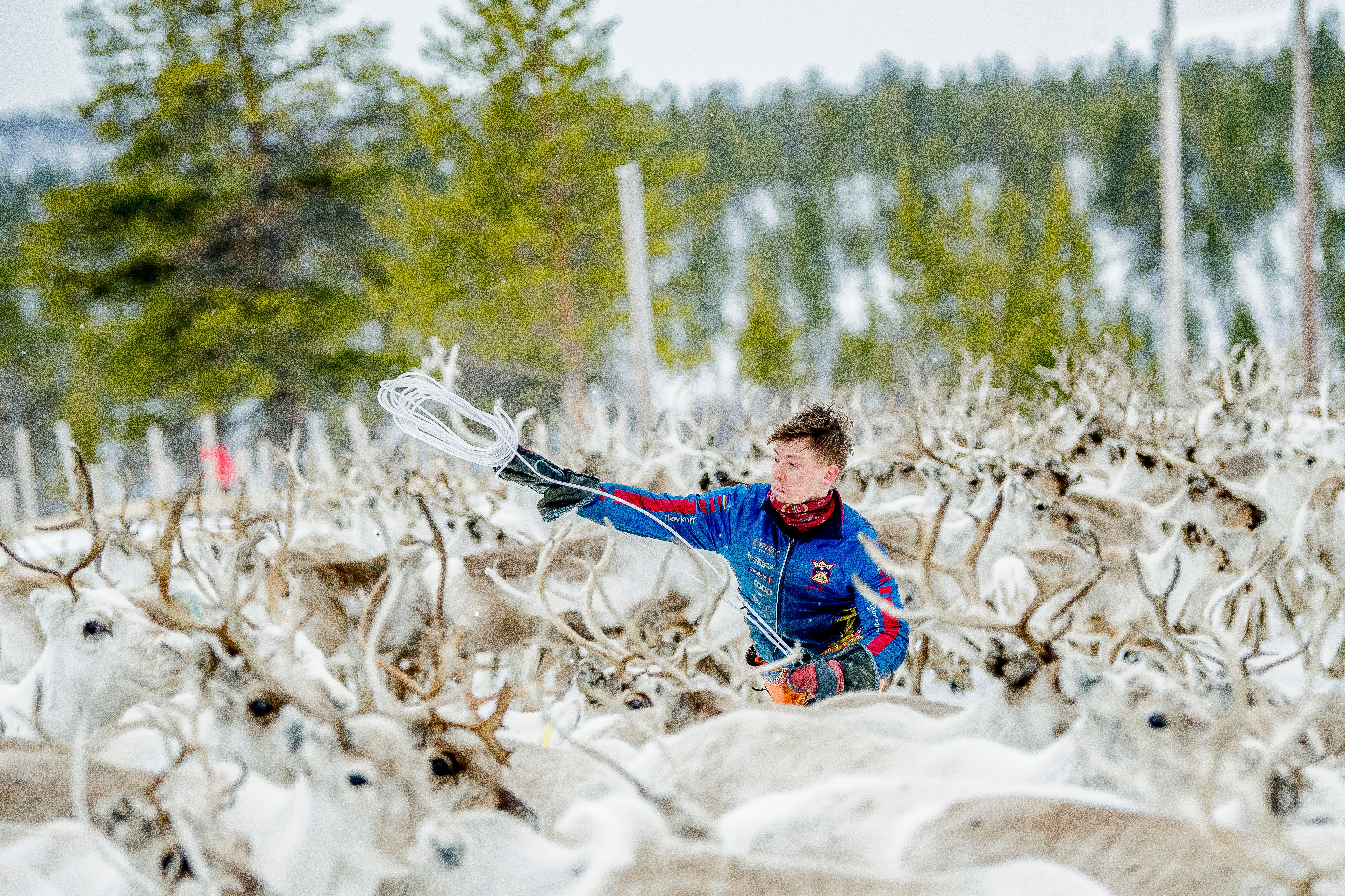 A man with reindeer at Finnmarksvidda