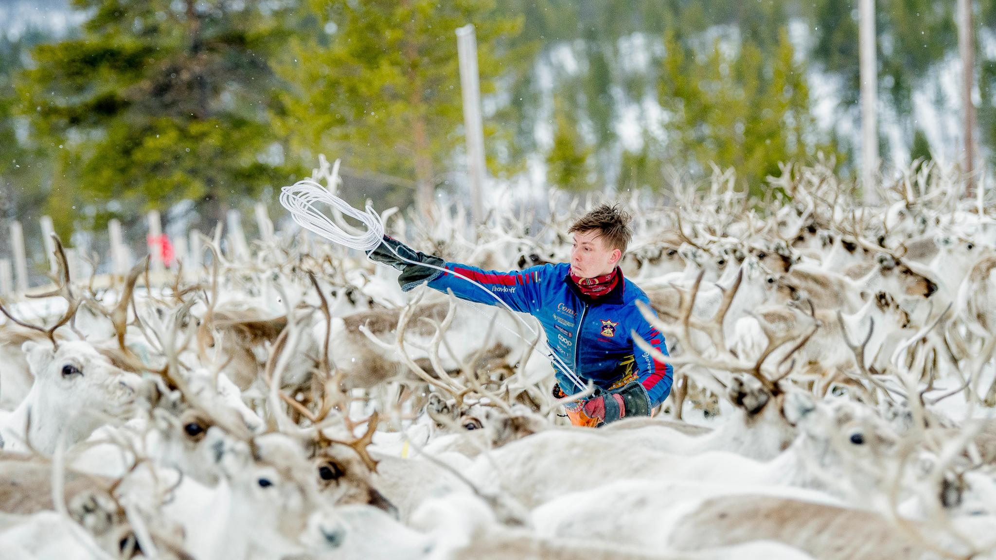 A man with reindeer at Finnmarksvidda