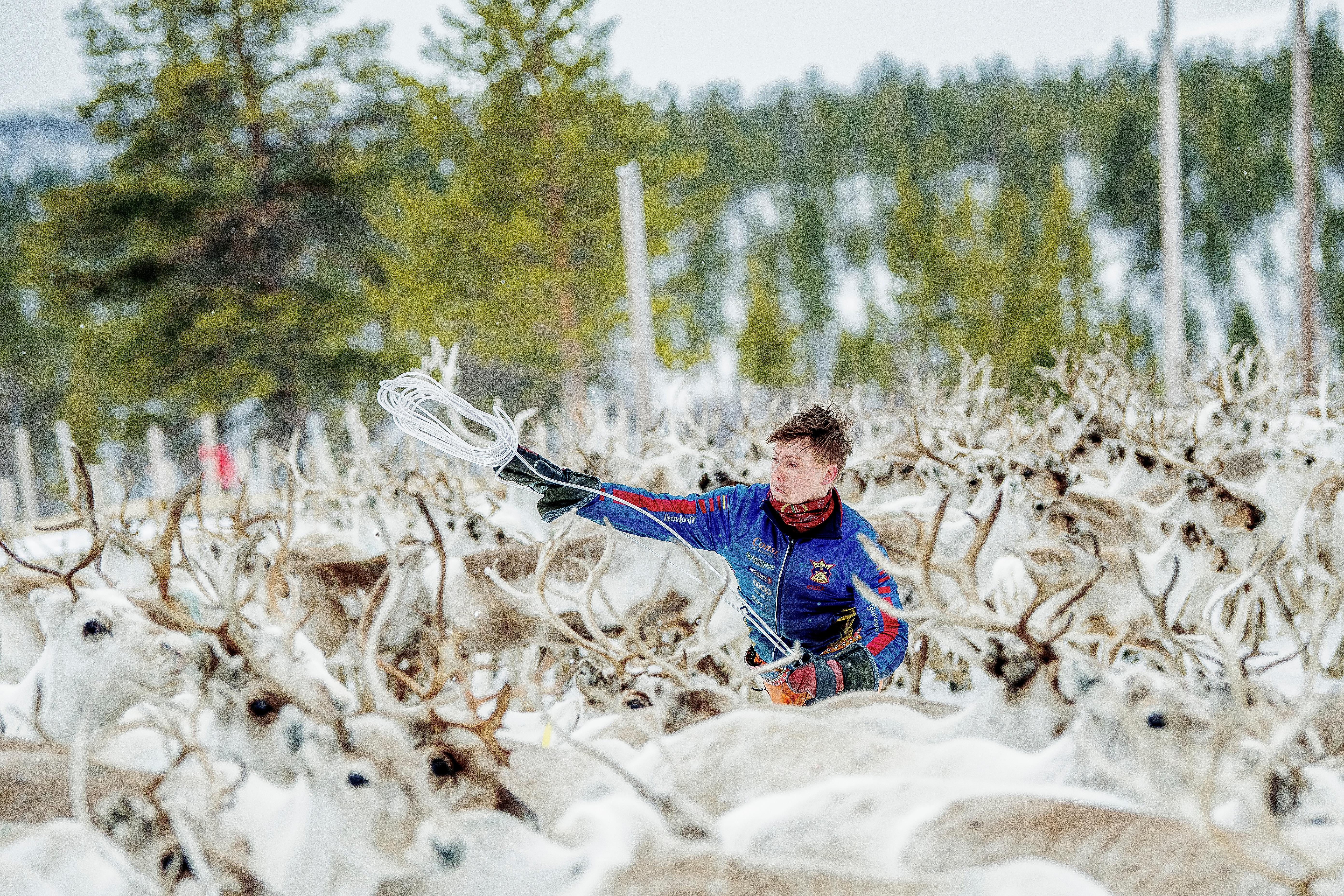 A man with reindeer at Finnmarksvidda