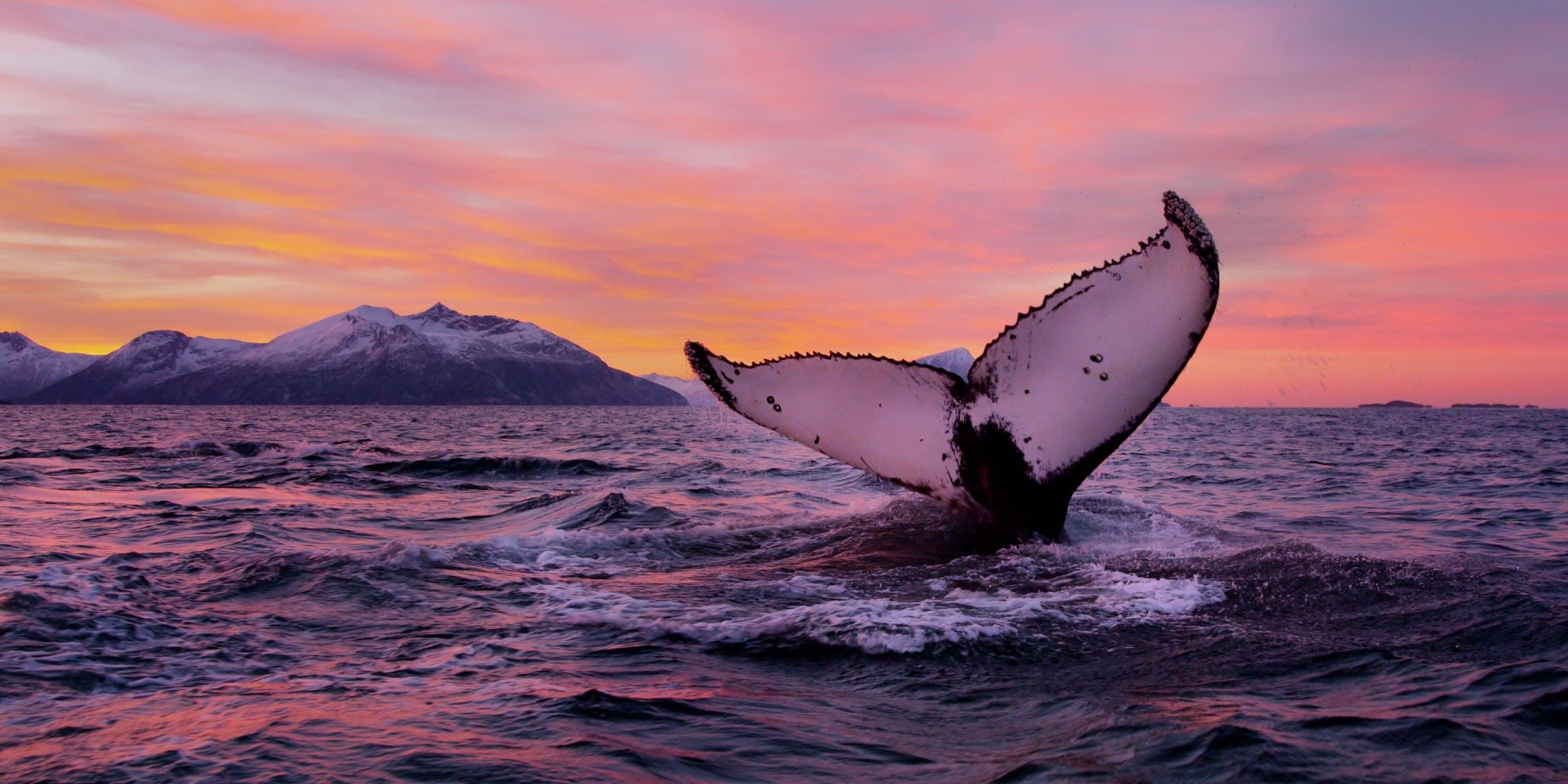 Humpback whale