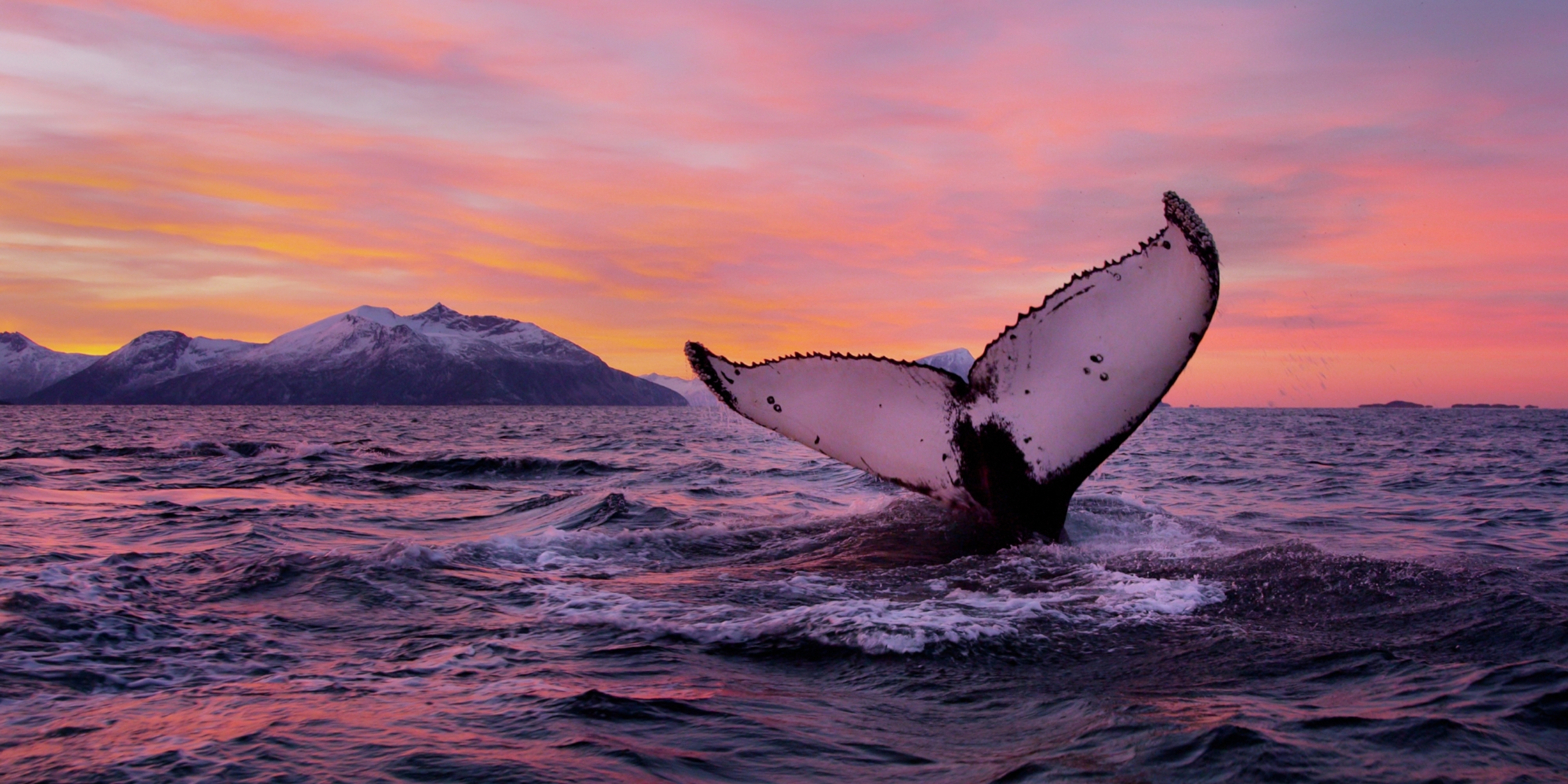 Humpback whale