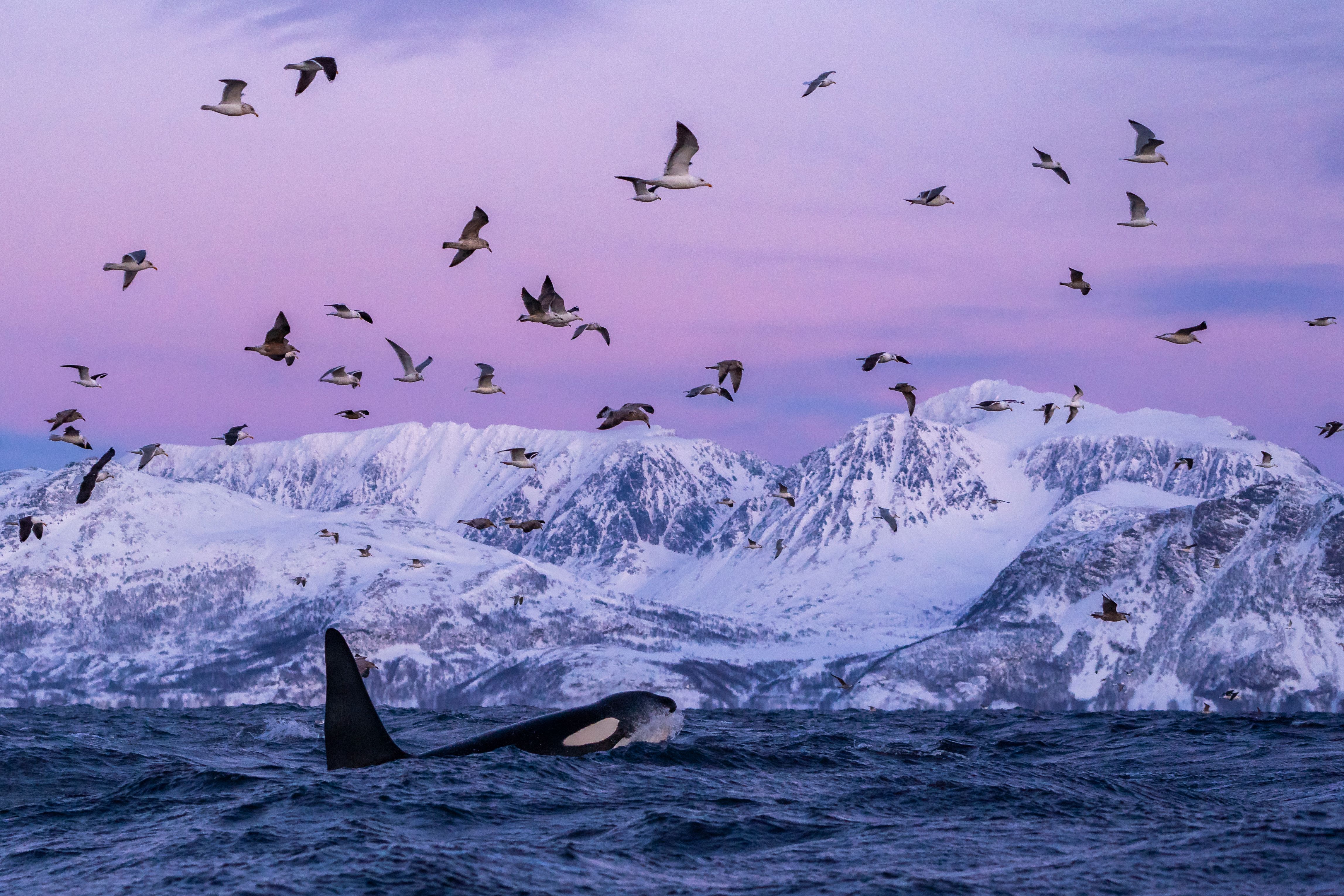 Orcas in Skjervøy, Northern Norway
