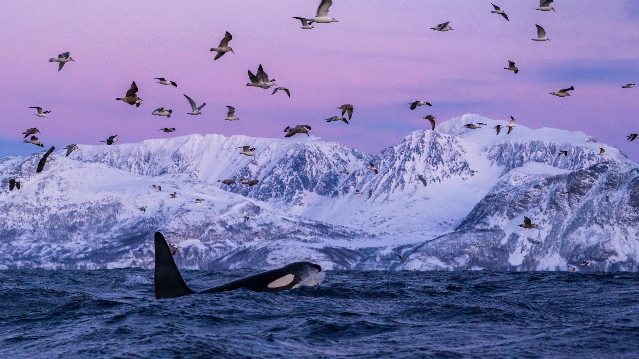 Orcas in Skjervøy, Northern Norway