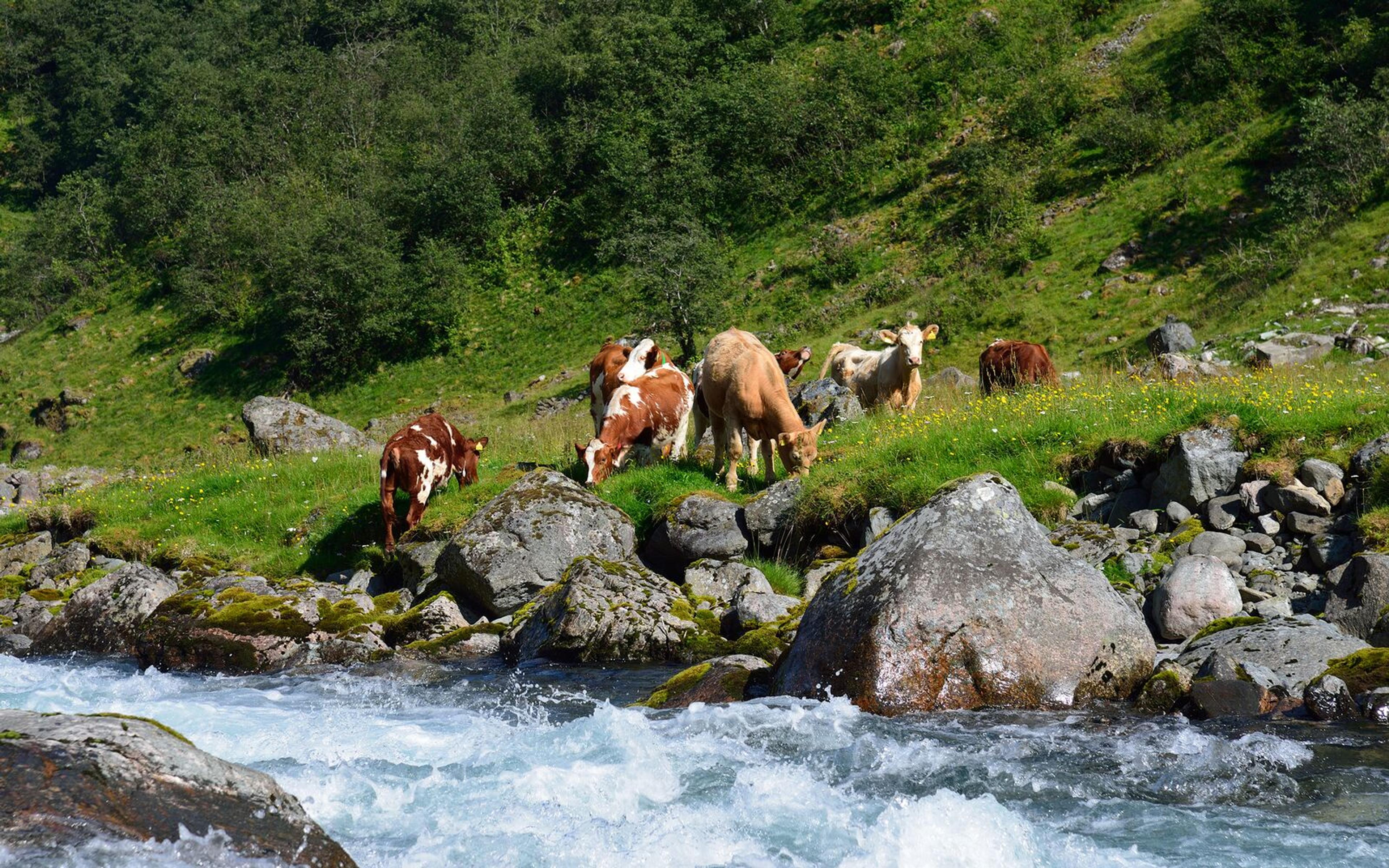 Cows grazing in Undredal valley