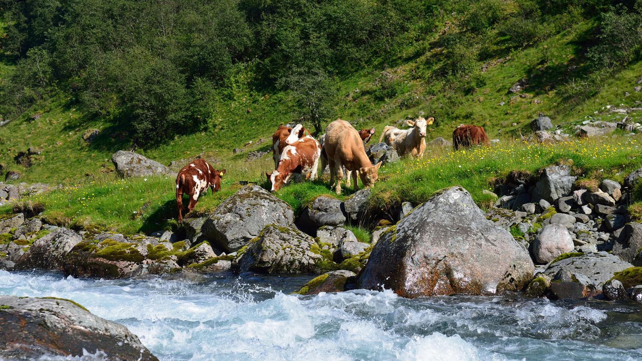 Cows grazing in Undredal valley