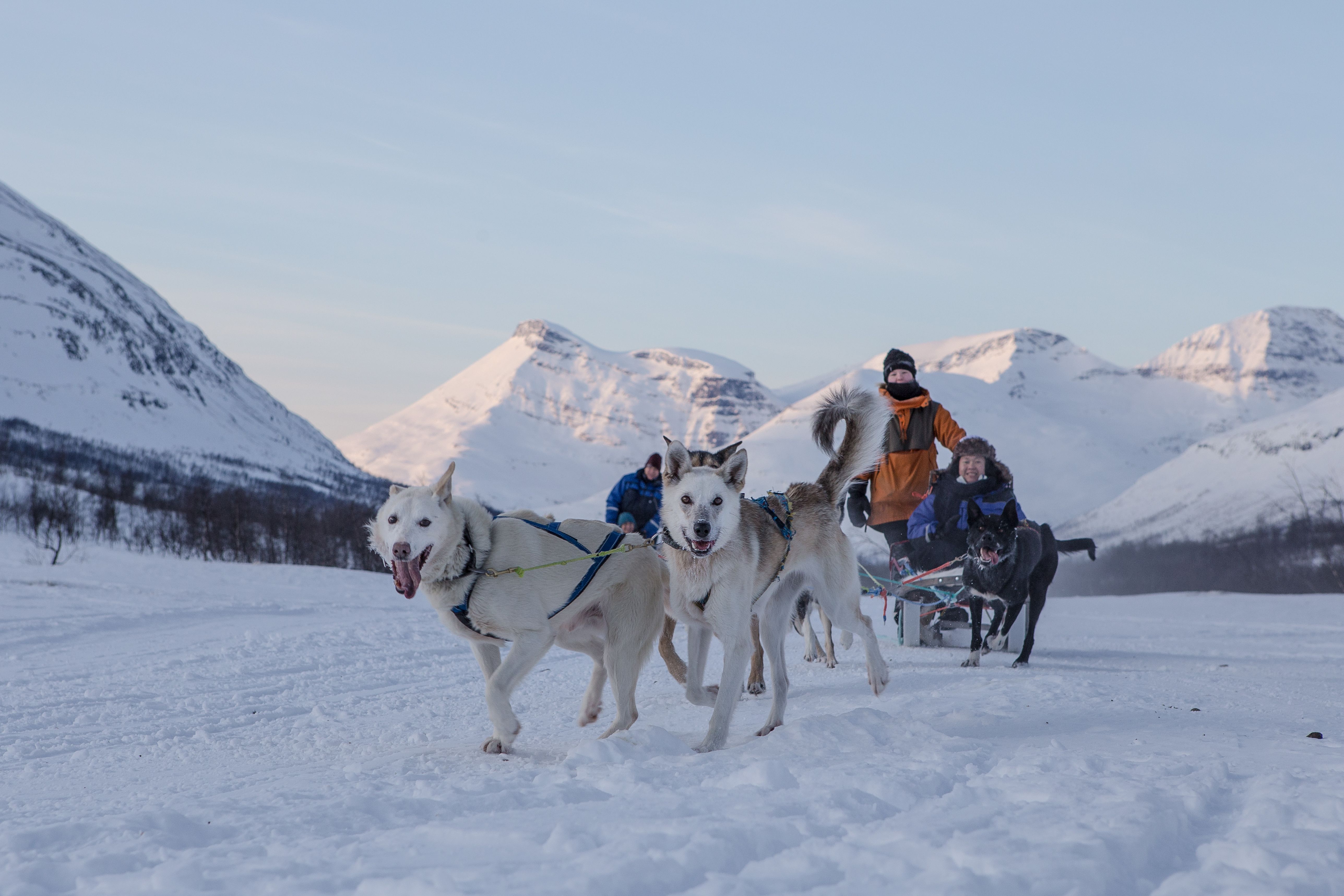 Dog sledding in winter.