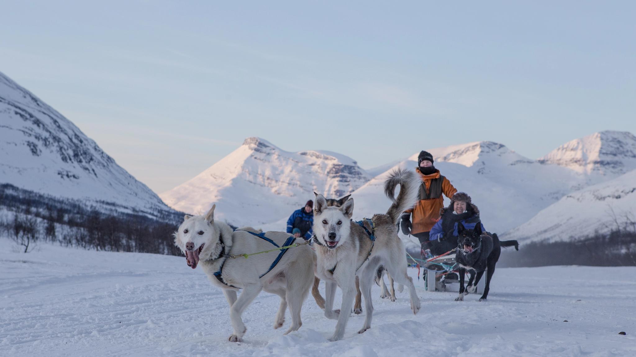 Dog sledding in winter.