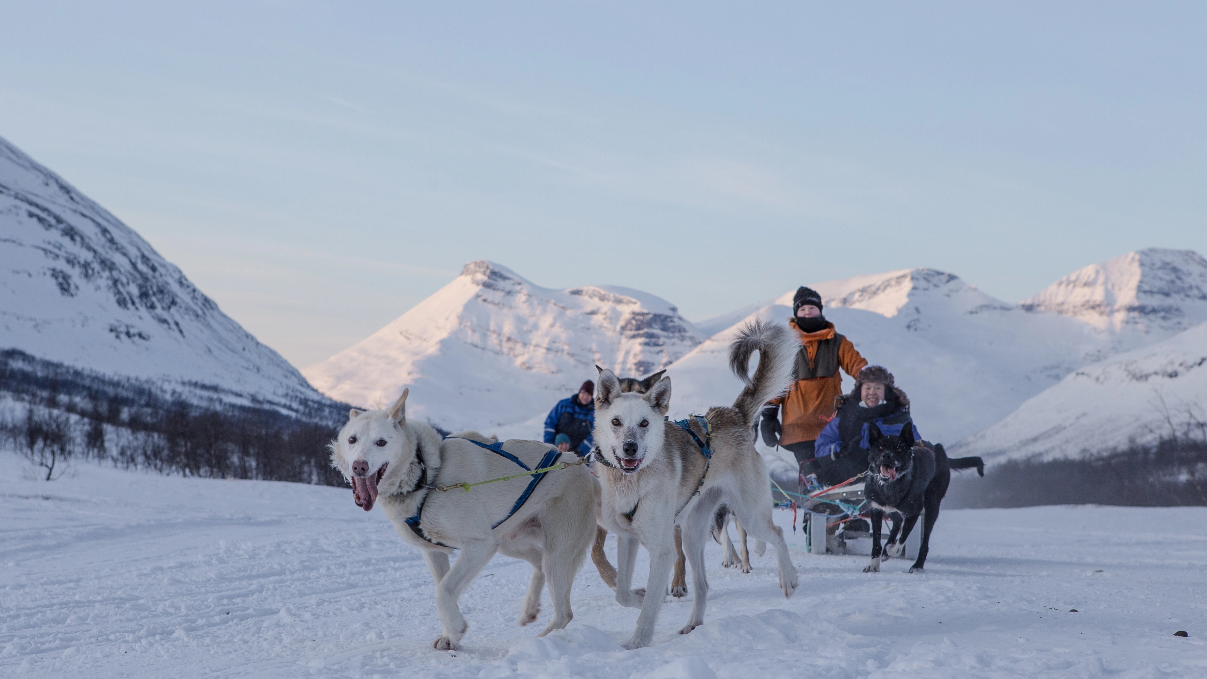Dog sledding in winter.