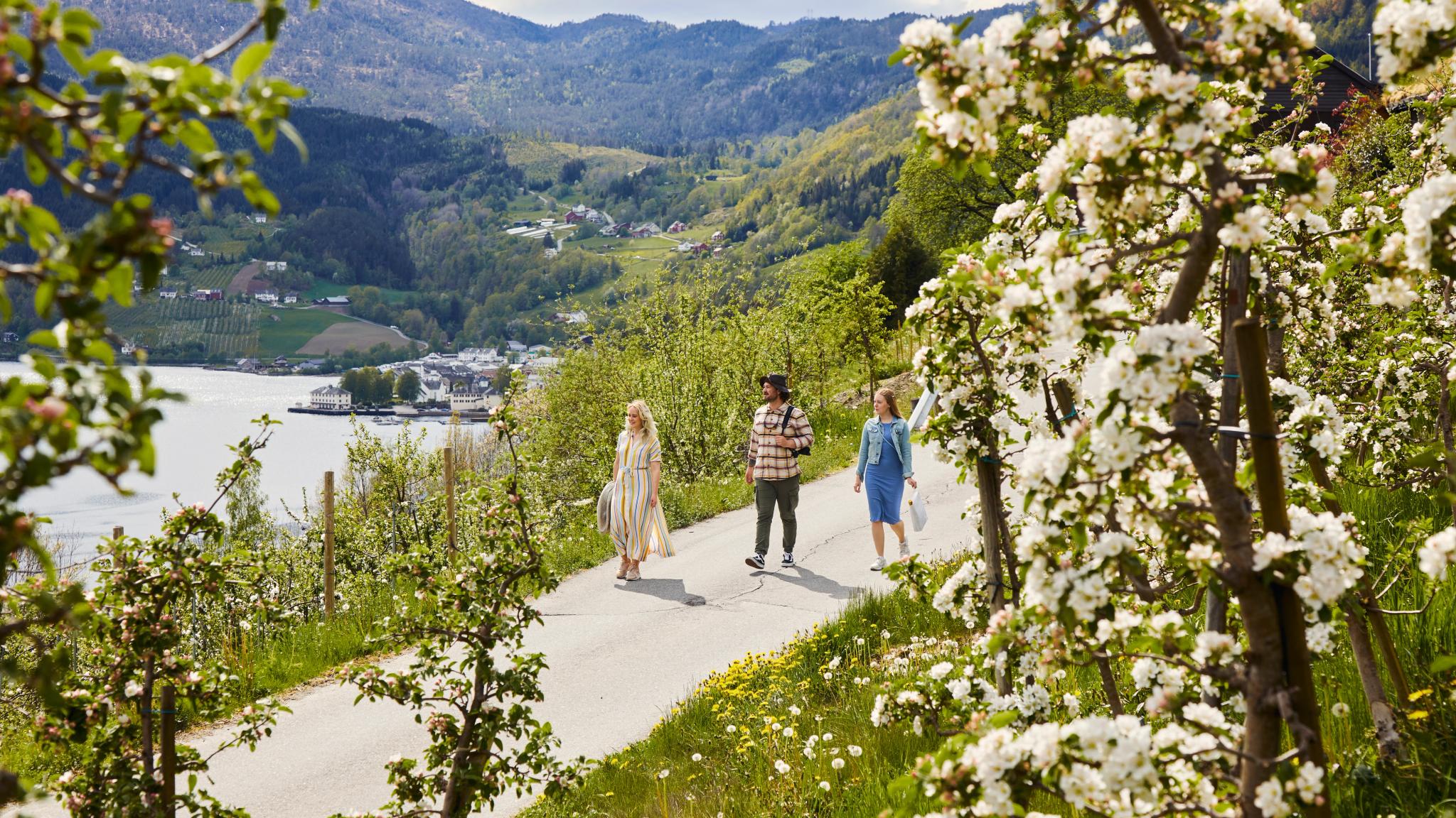 Three friends walking along the Cider-route in Hardanger