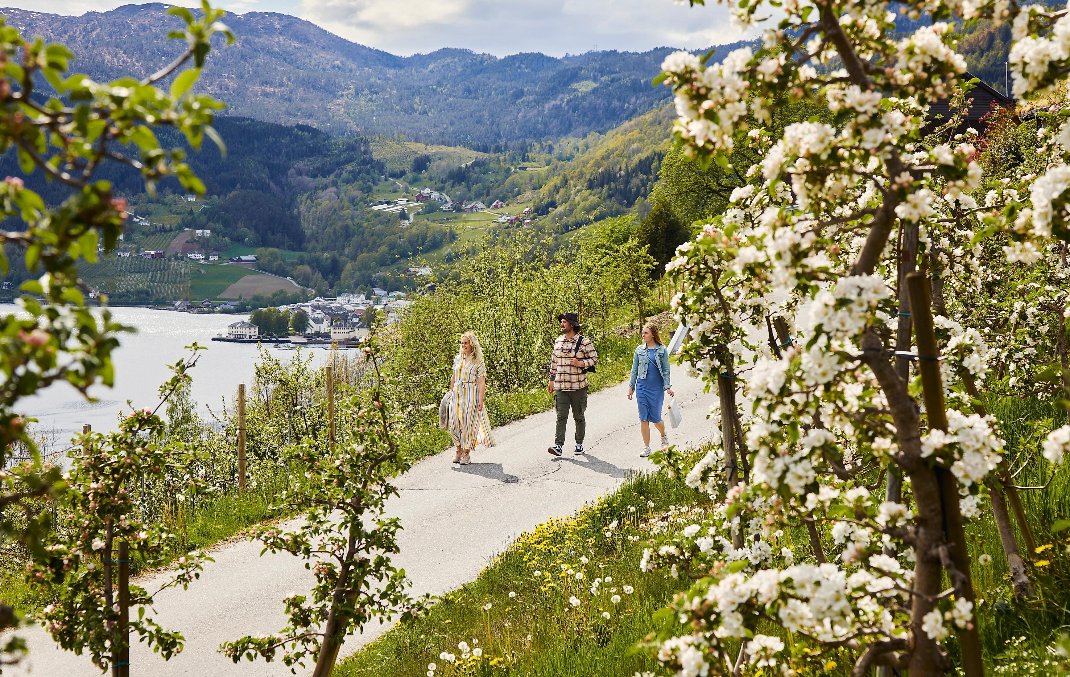 Three friends walking along the Cider-route in Hardanger