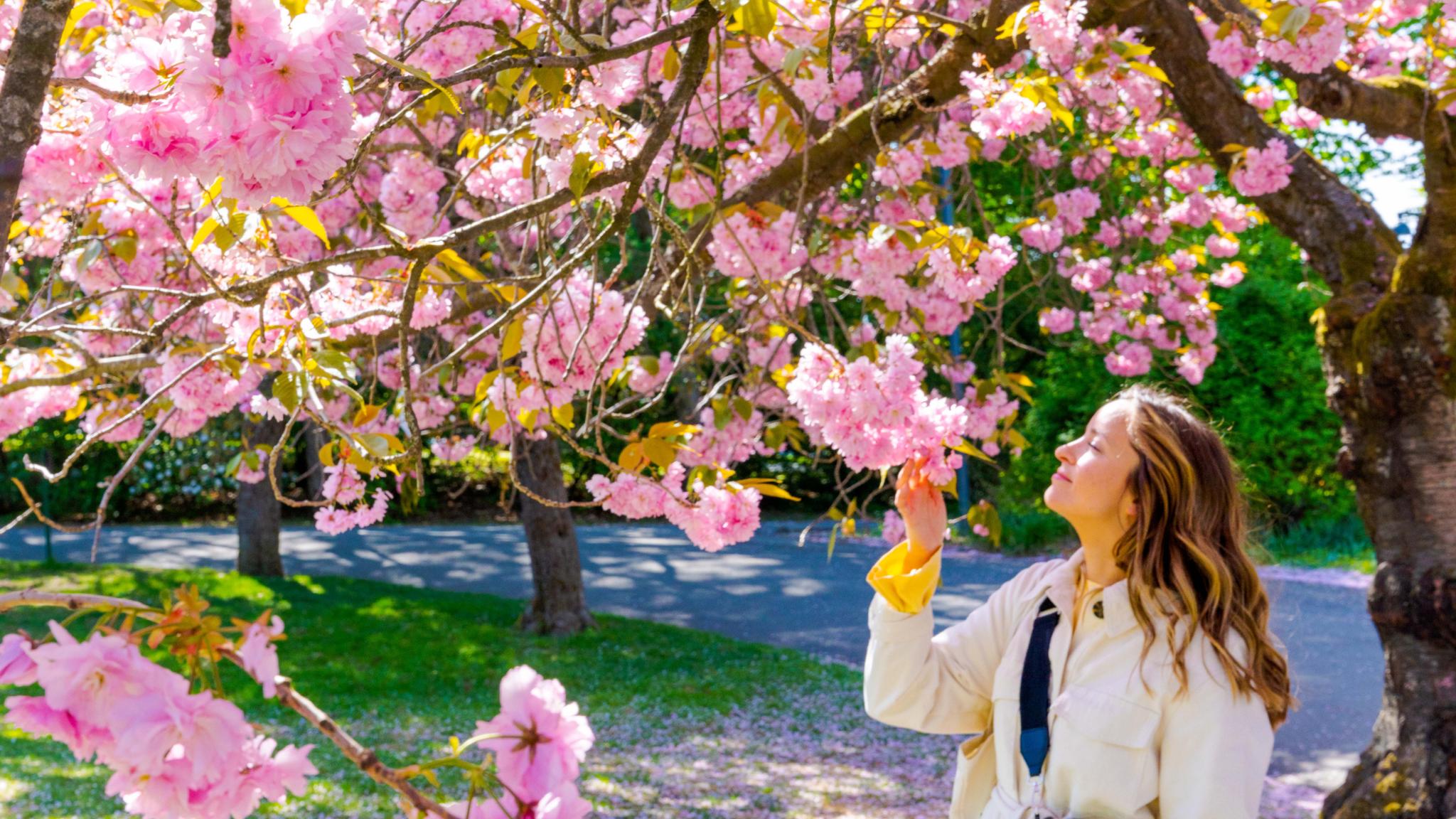 Girl smells the cherry trees in Oslo Botanical Garden