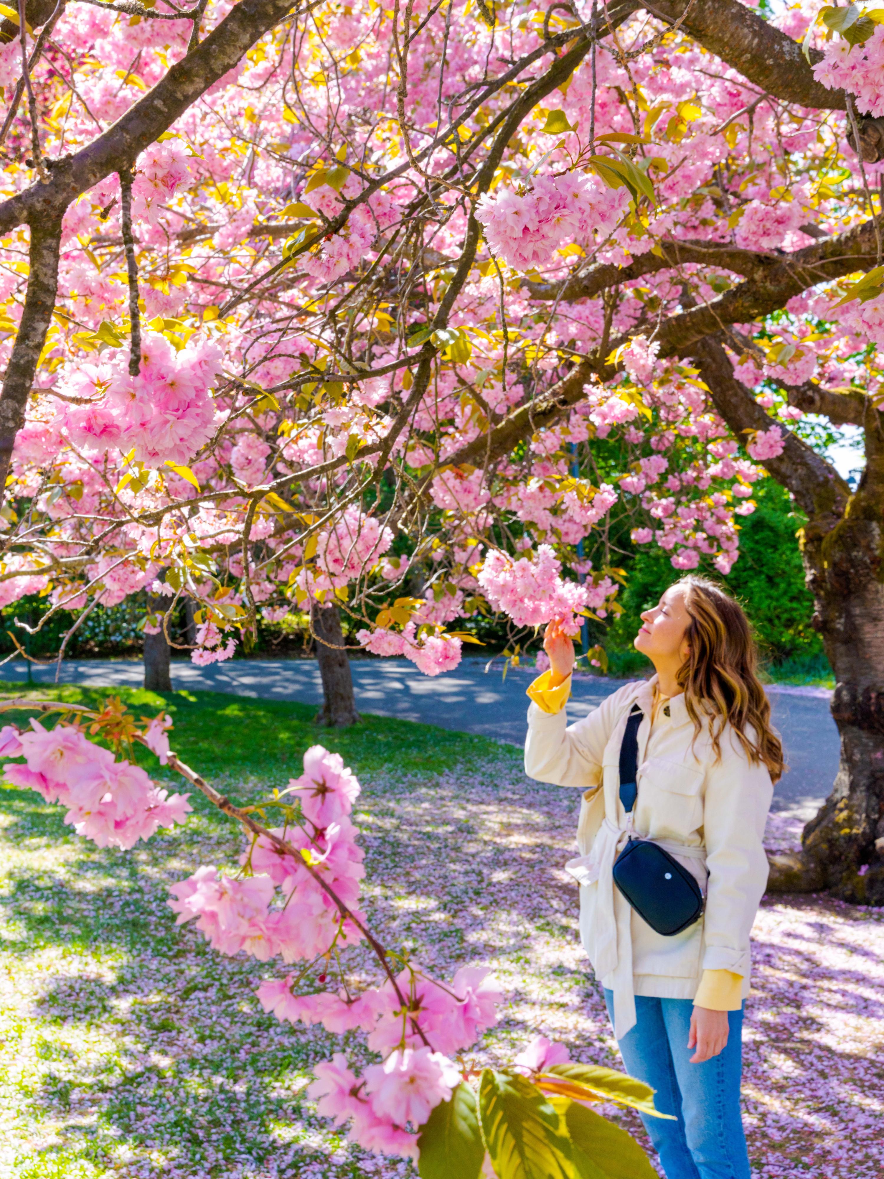 Girl smells the cherry trees in Oslo Botanical Garden