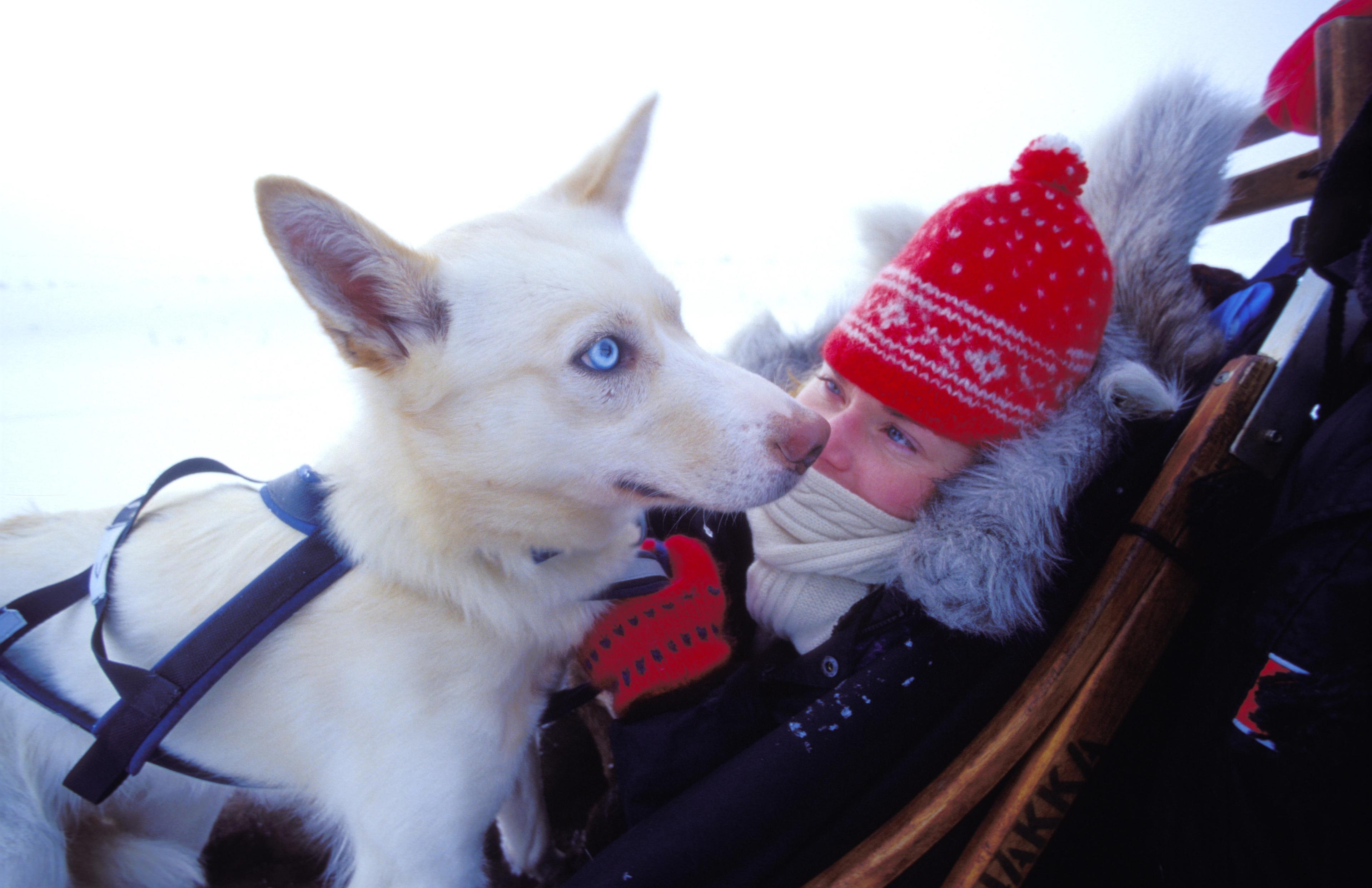 A female passengers on a dog sledding trip is cuddling with a Husky in Northern Norway