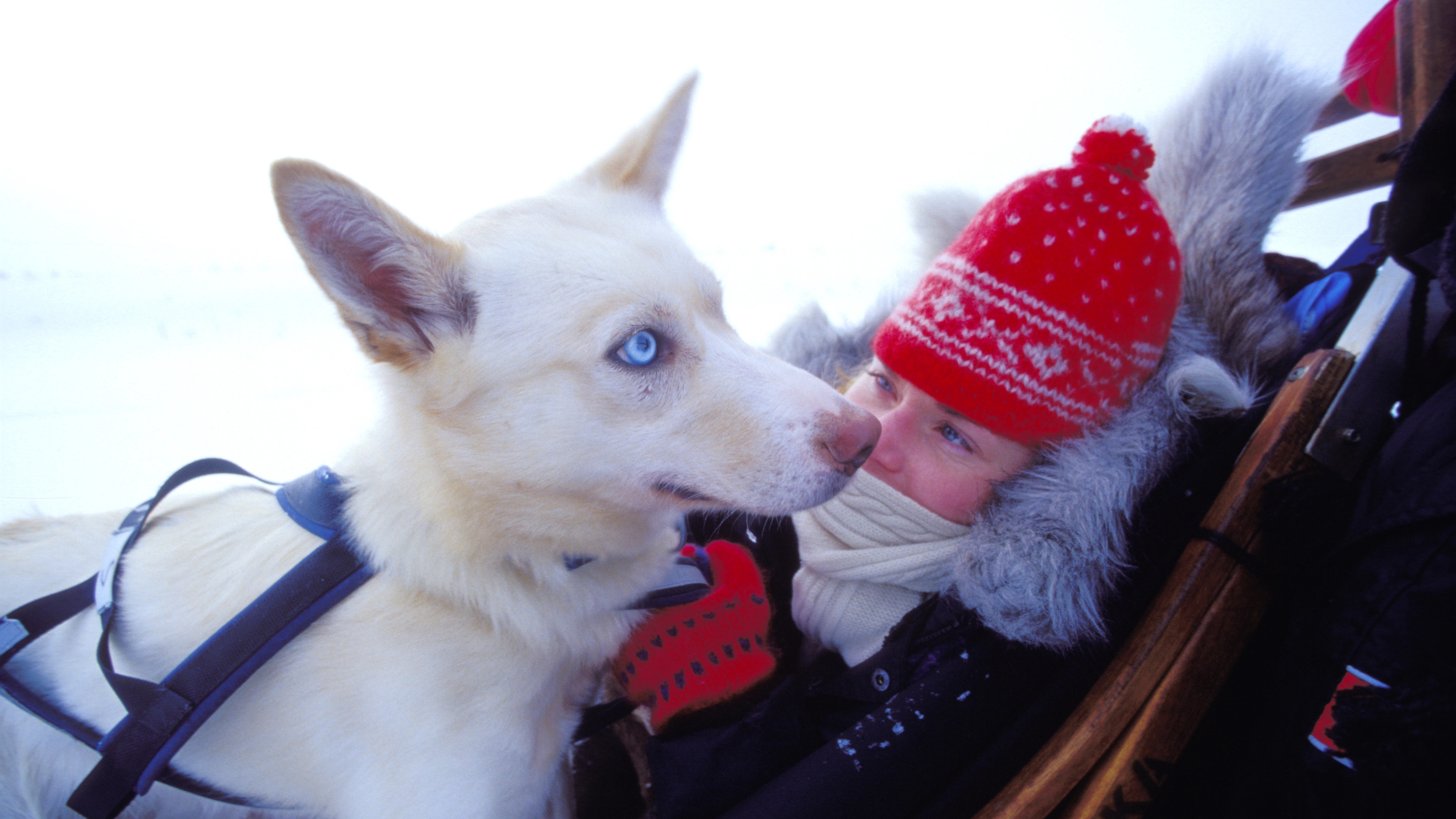 A female passengers on a dog sledding trip is cuddling with a Husky in Northern Norway