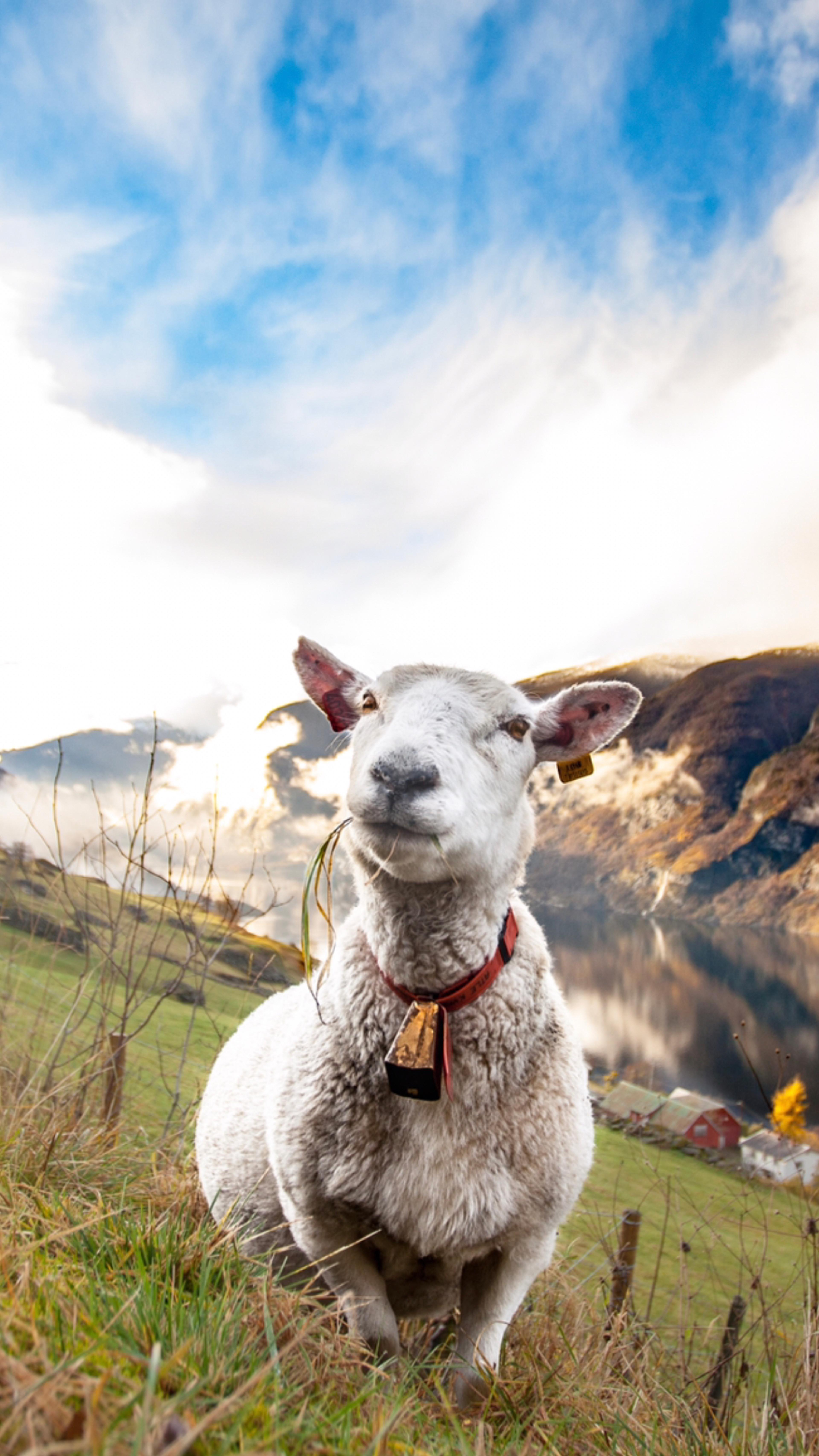 A happy sheep grazing by the fjord
