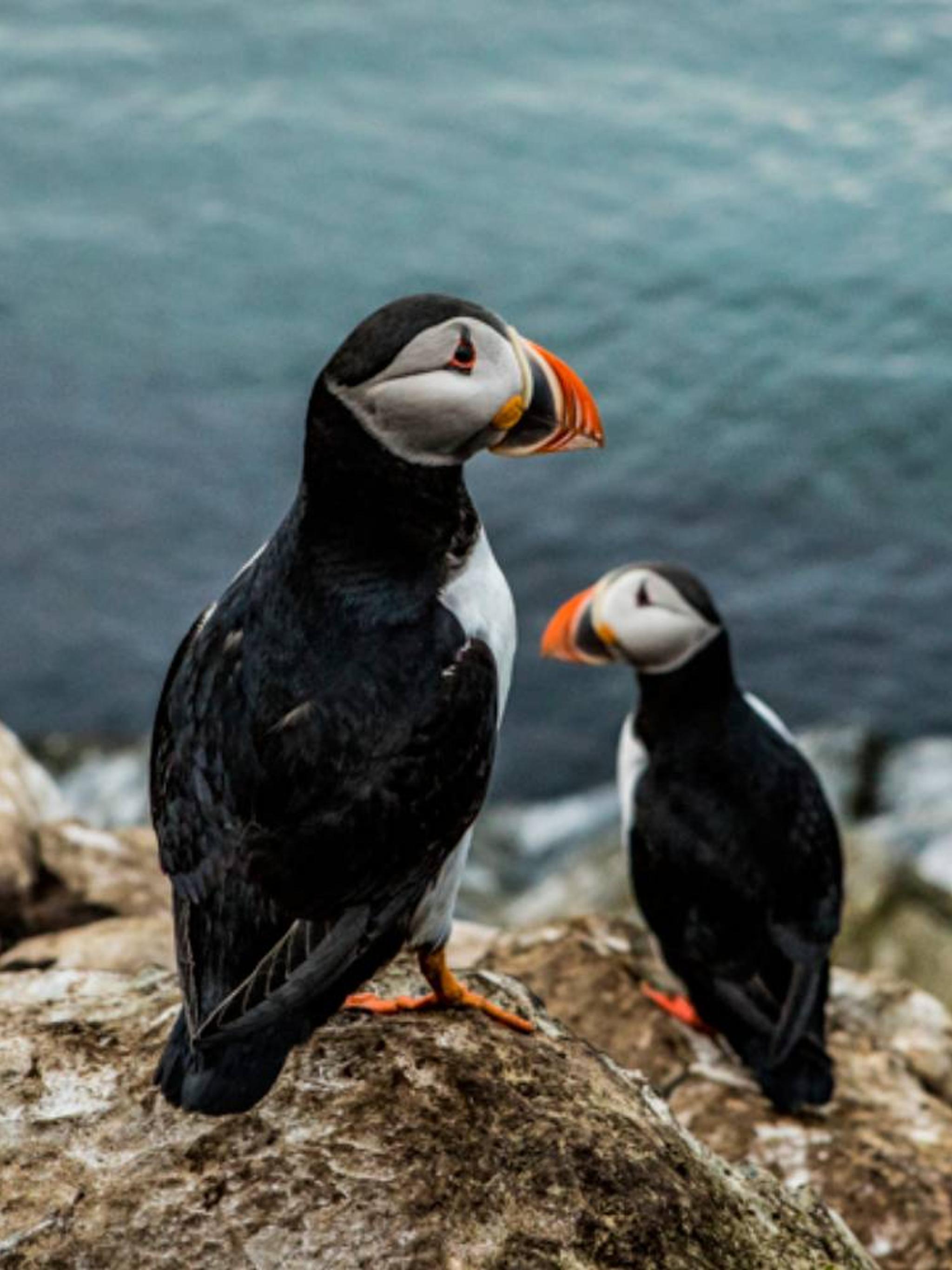 Two atlantic puffins at Hornøya, Northern Norway