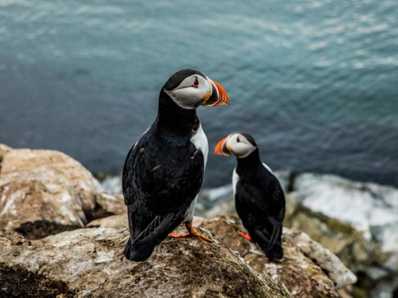 Two atlantic puffins at Hornøya, Northern Norway