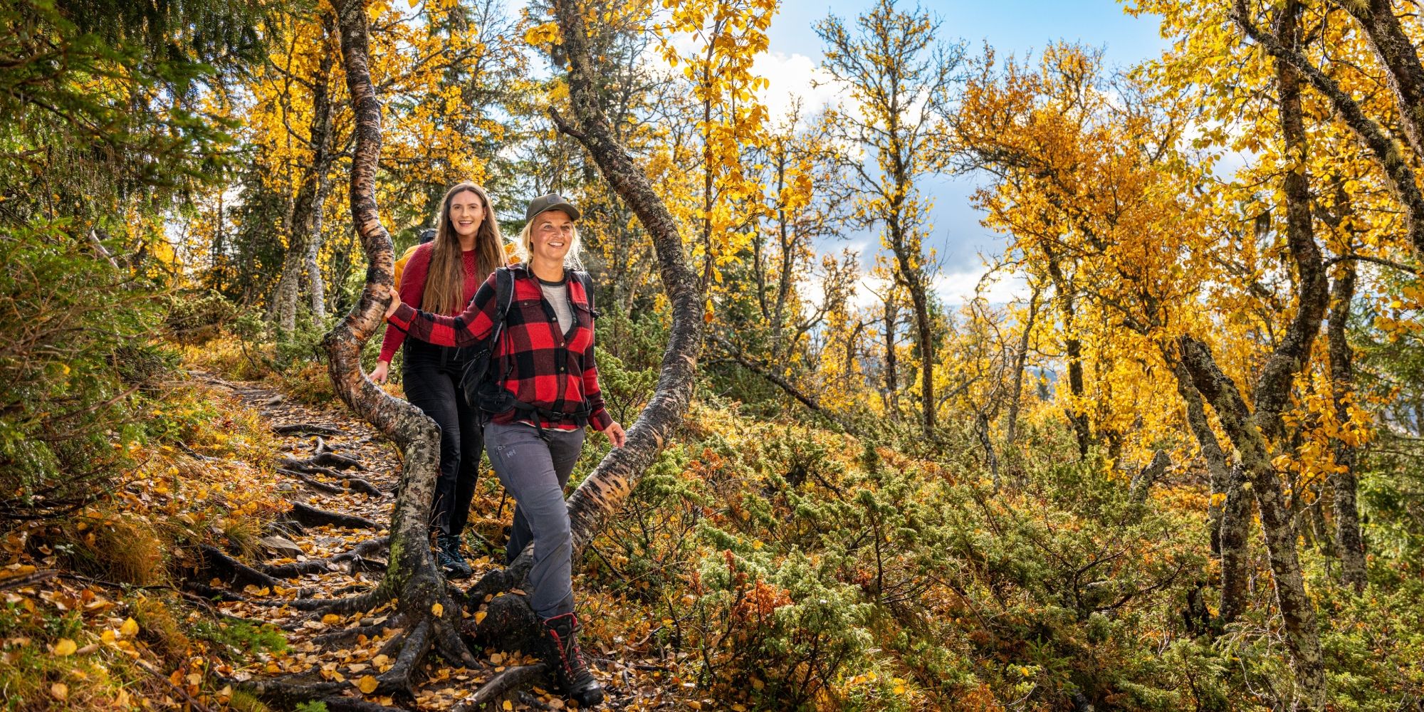 Two girls walking in between the birch trees in the autumn/fall forest in Hemsedal, Eastern Norway
