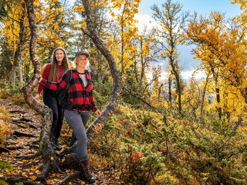 Two girls walking in between the birch trees in the autumn/fall forest in Hemsedal, Eastern Norway