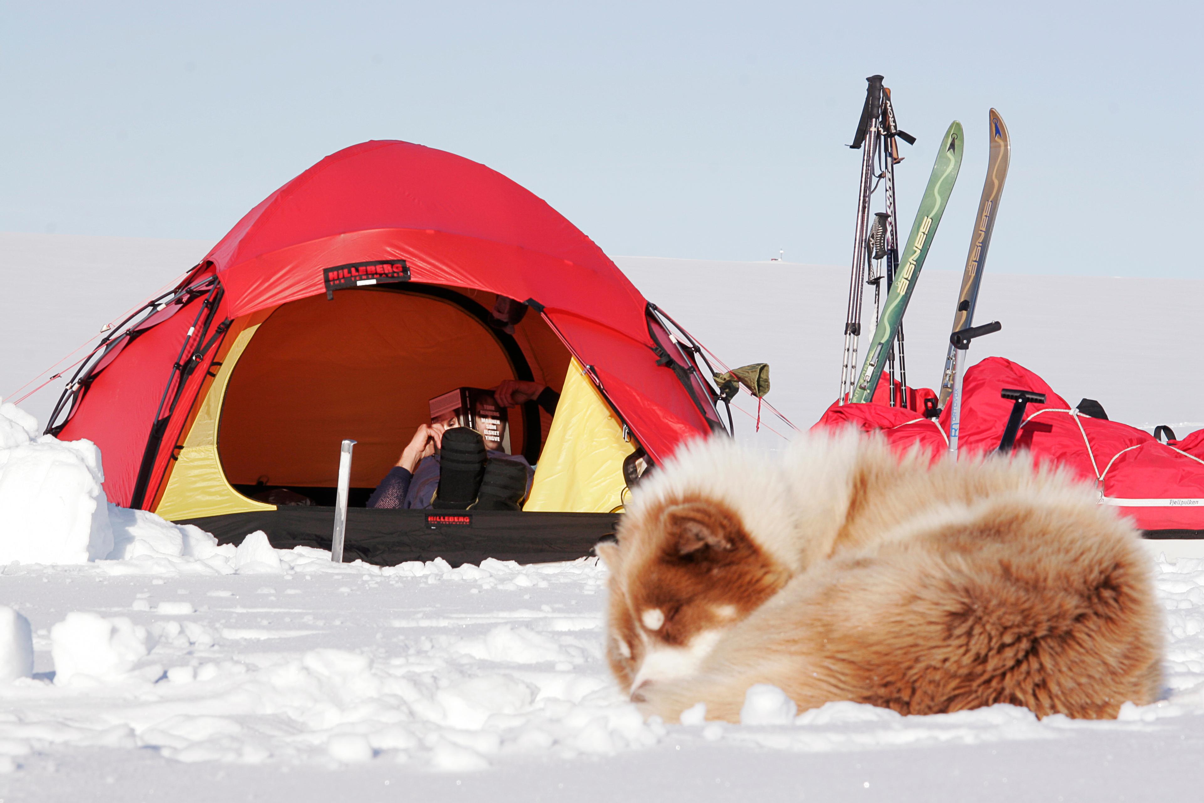 A dog sleeping outside a tent at Svalbard