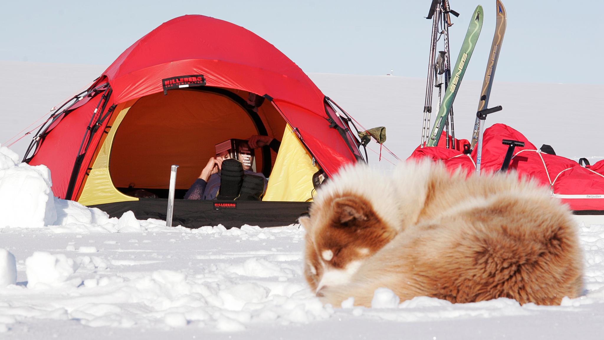 A dog sleeping outside a tent at Svalbard