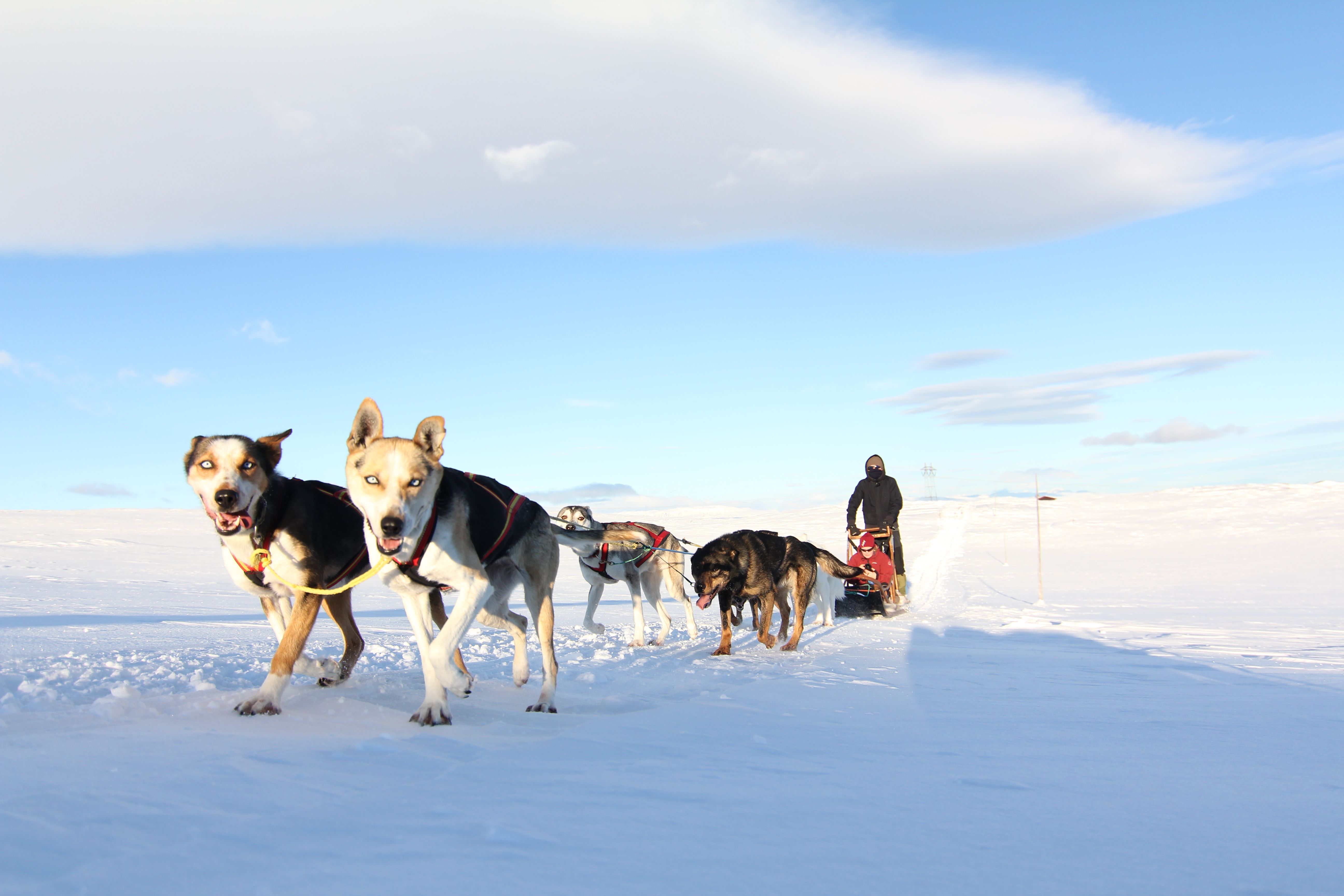 Dog sledding with Geilo Husky in Hardangervidda