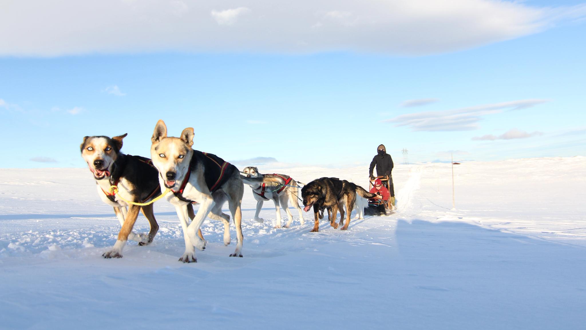 Dog sledding with Geilo Husky in Hardangervidda