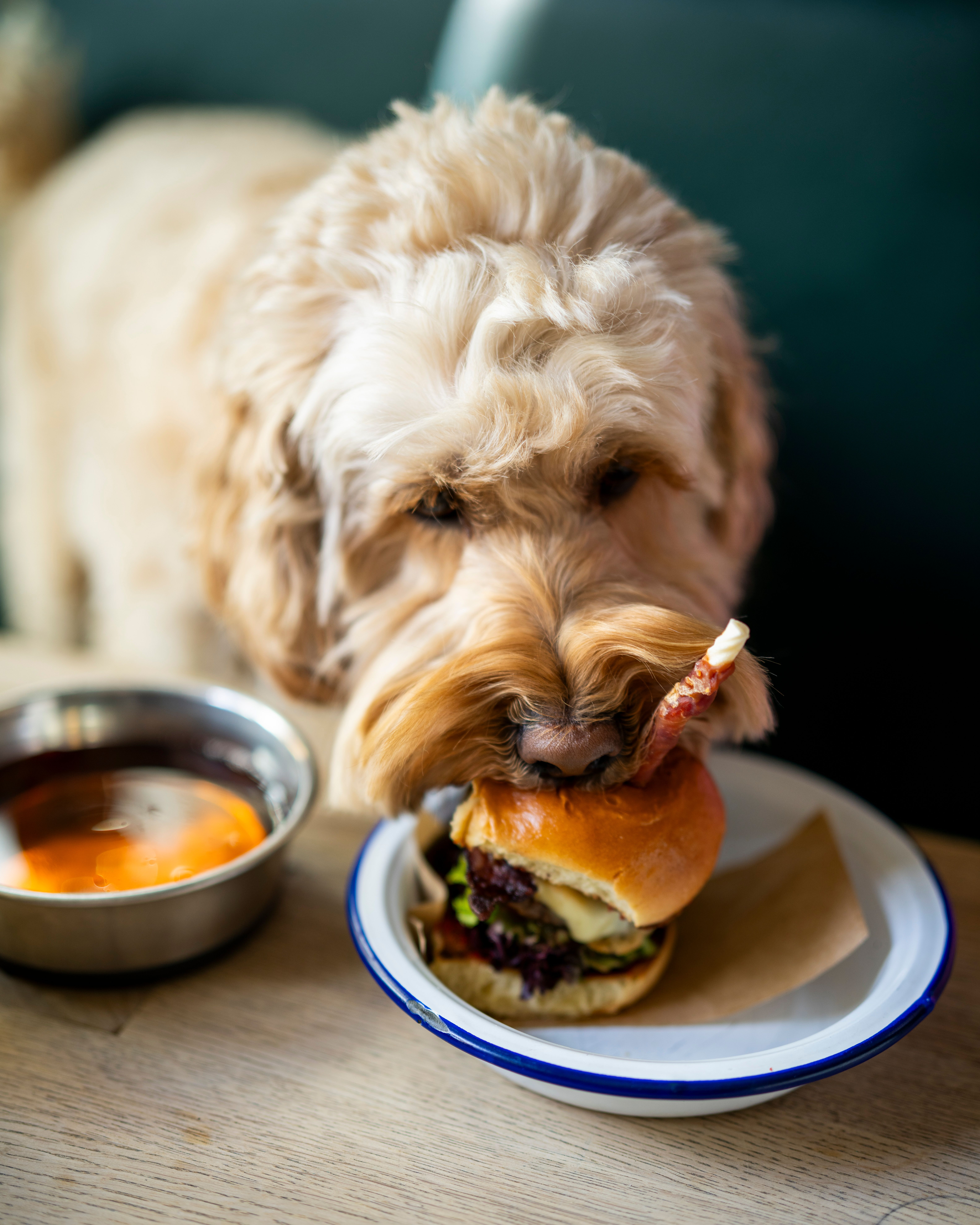 Dog eating dog burger at restaurant in Oslo, Eastern Norway