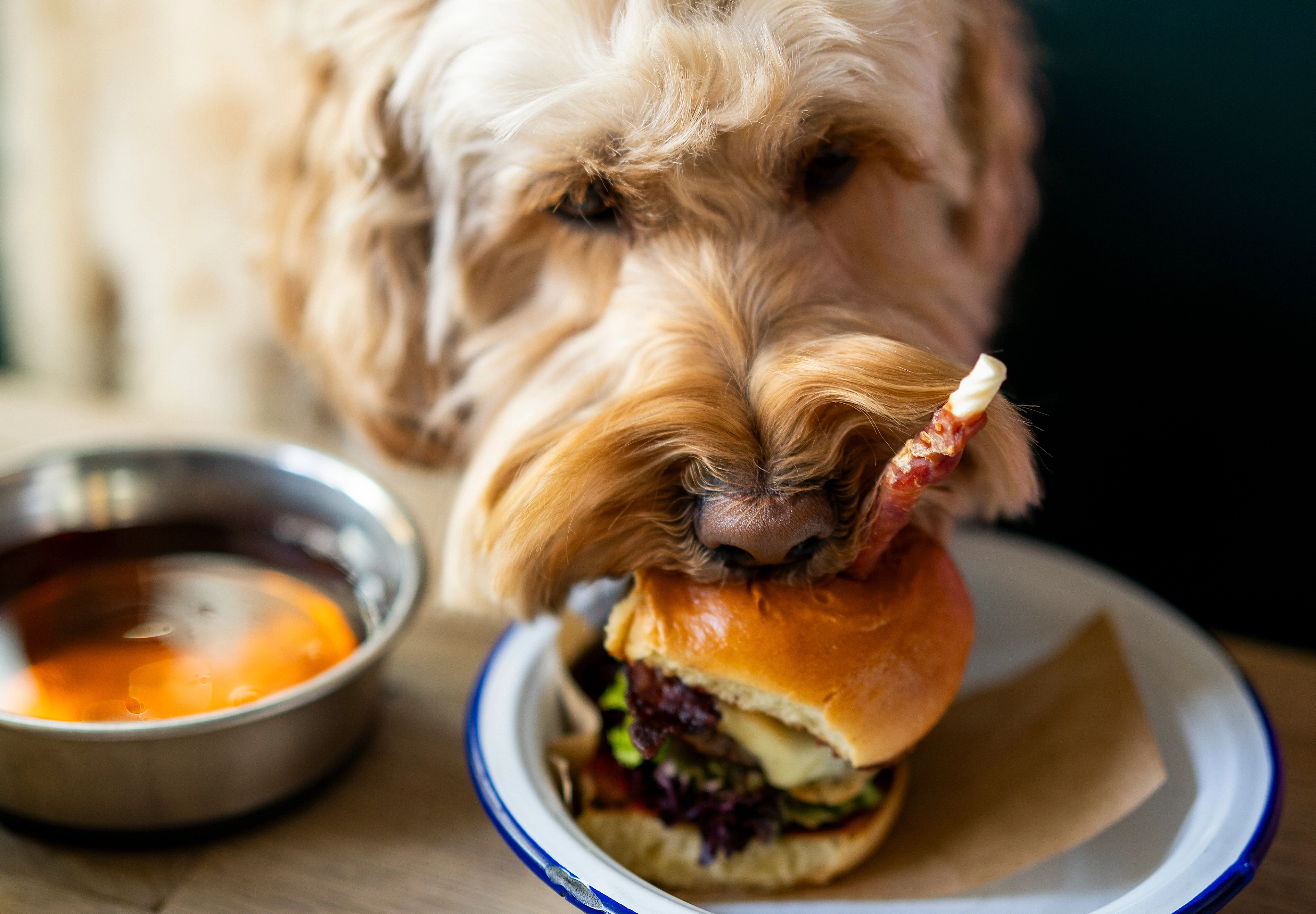 Dog eating dog burger at restaurant in Oslo, Eastern Norway