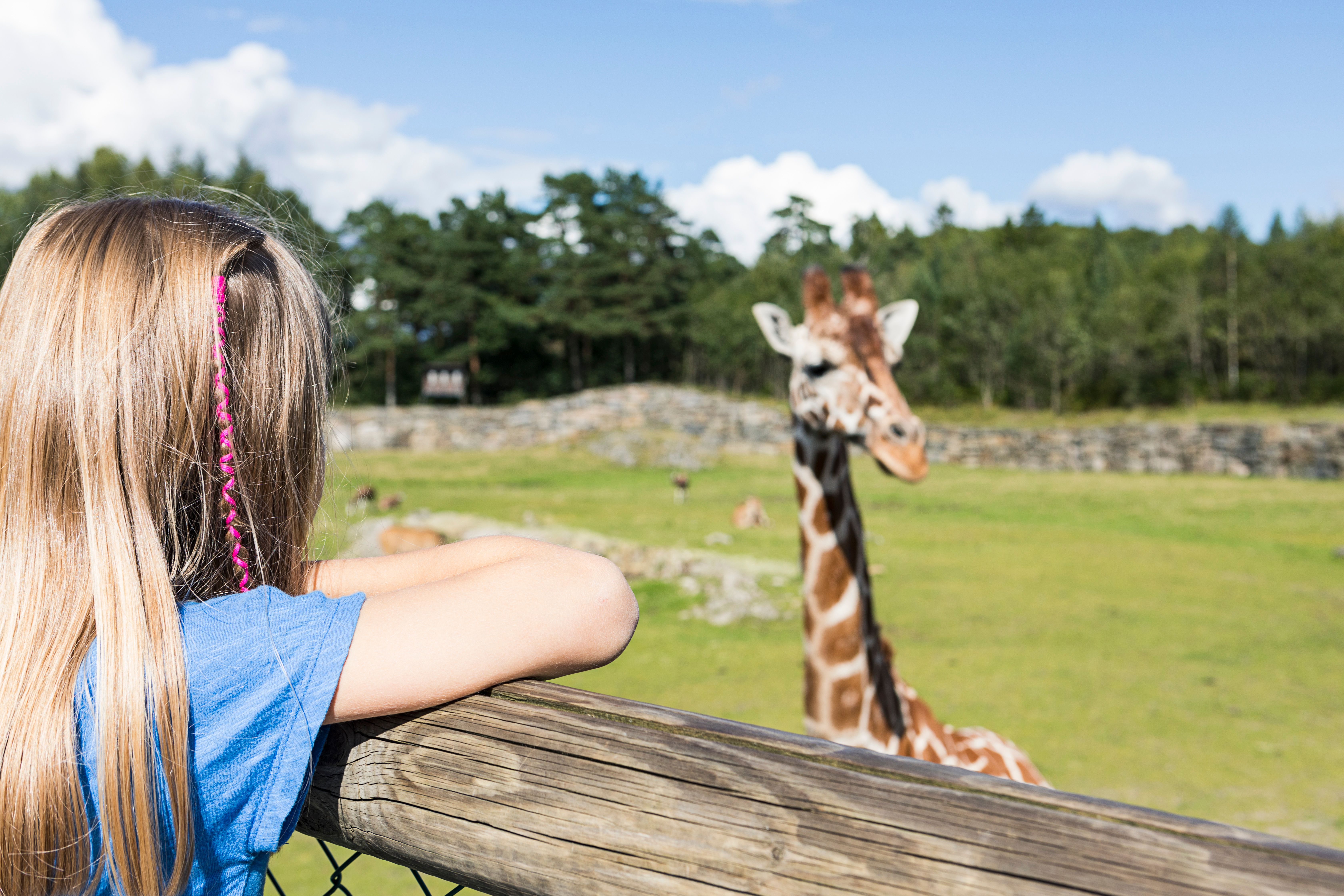 Girl looking at giraffe at Kristiansand Dyrepark in Kristiansand