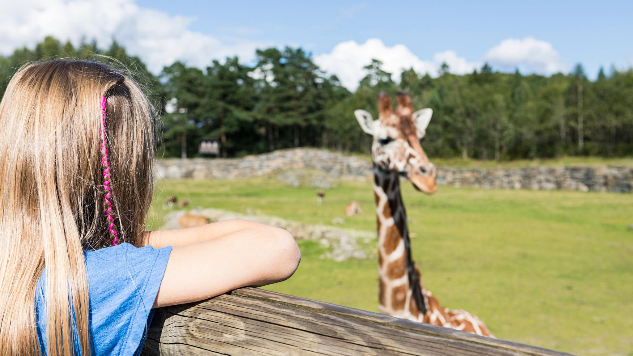 Girl looking at giraffe at Kristiansand Dyrepark in Kristiansand