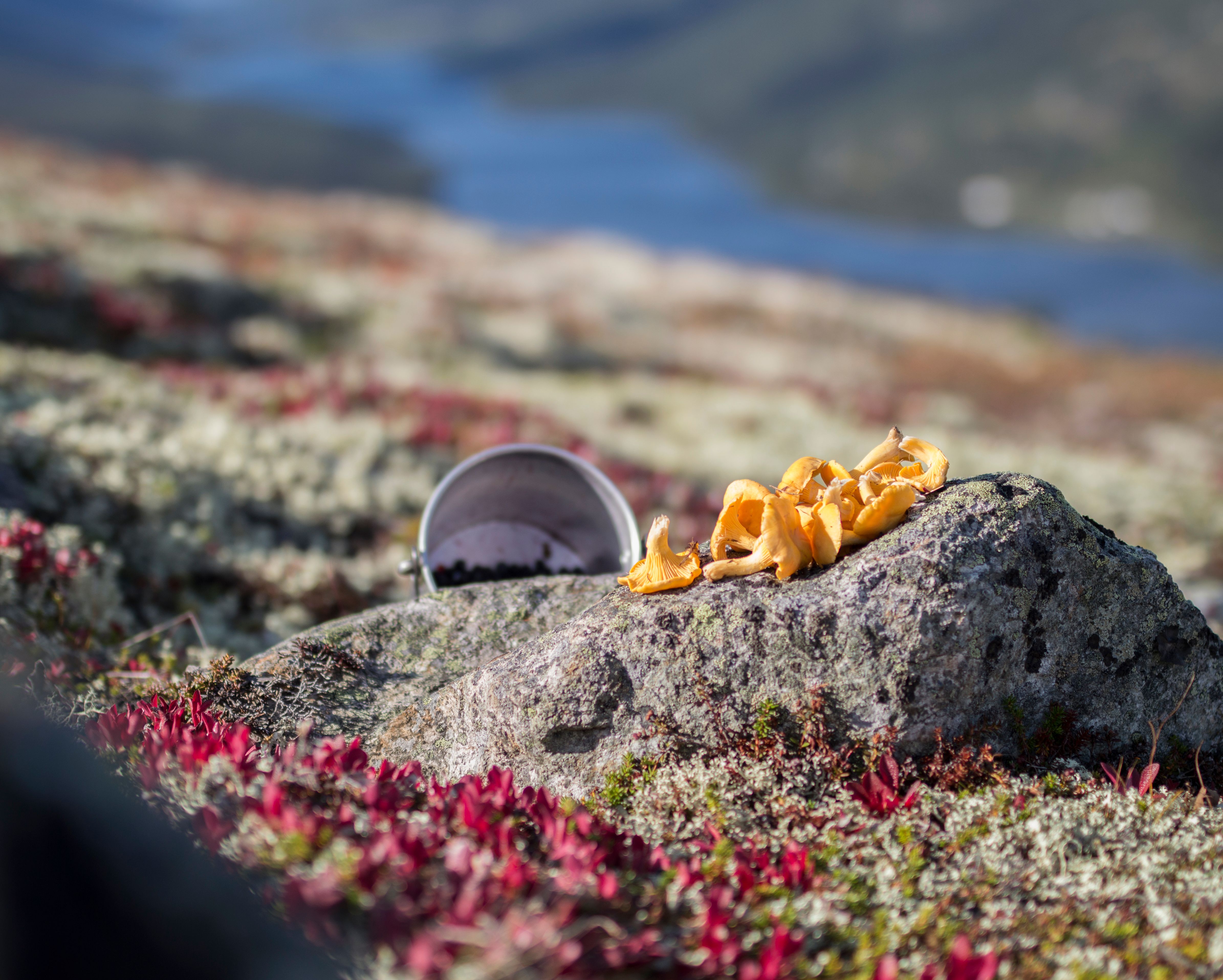 Kantareller og bær rett fra naturen klare til å brukes som tilbehør til viltkjøtt