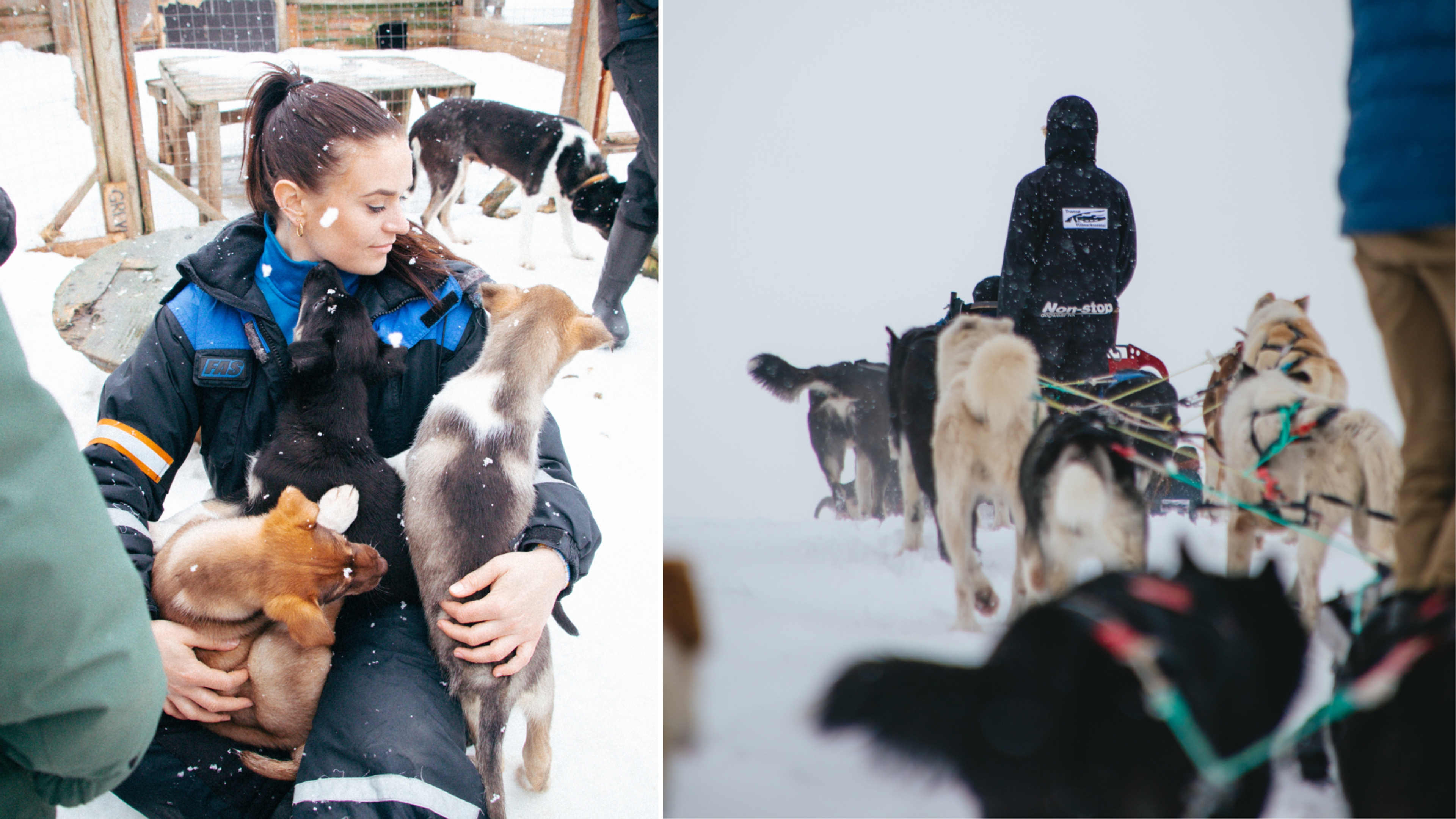 Hundekjøring og kos med hunder i Tromsø