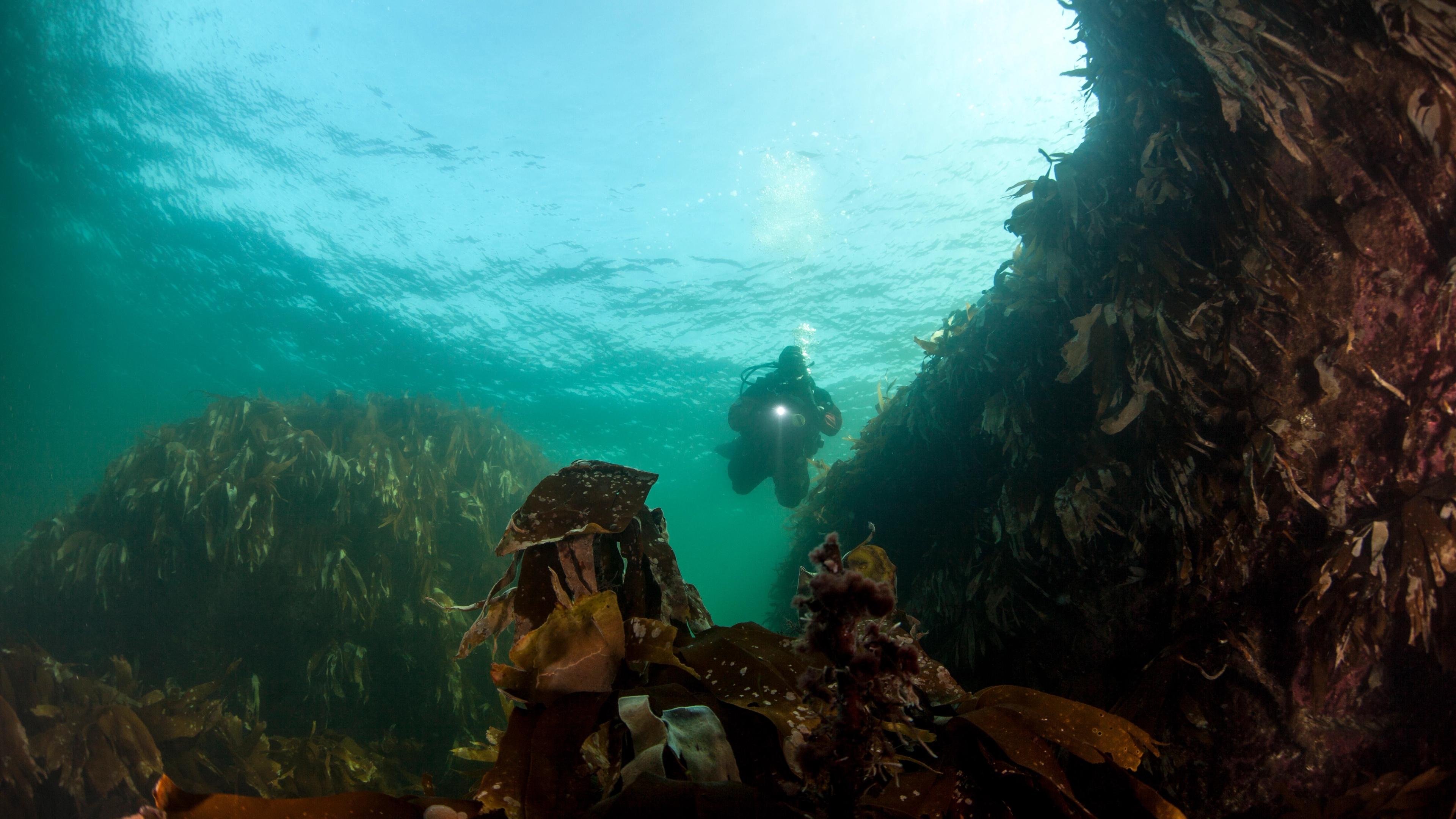Man scuba diving among the reefs in Southern Norway