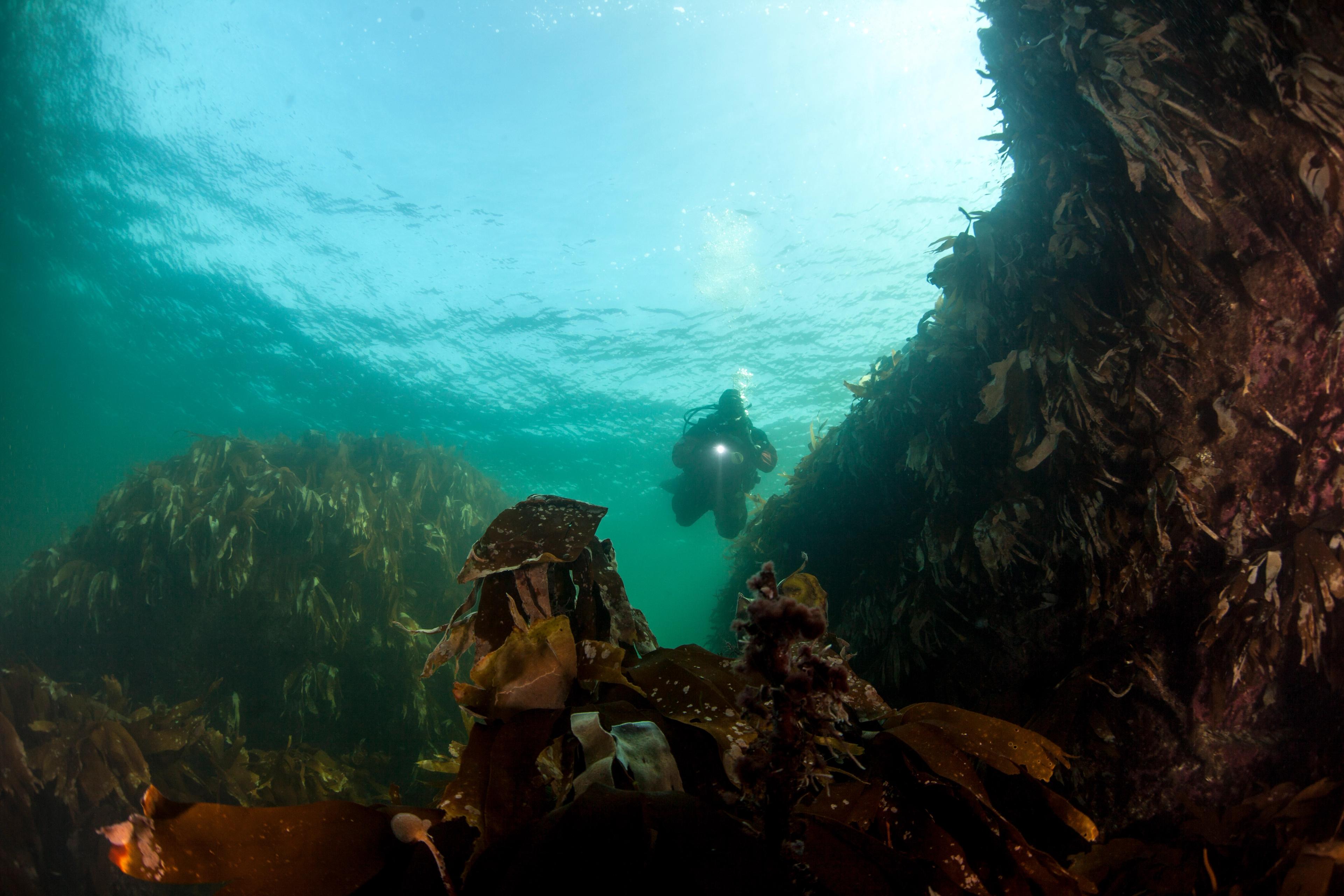 Man scuba diving among the reefs in Southern Norway