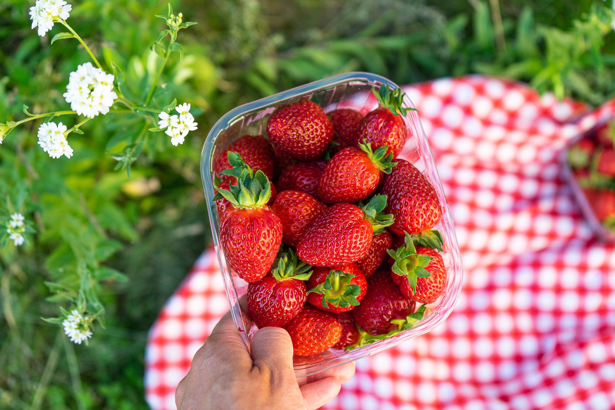 Jordbærbua strawberry farm outside Drøbak