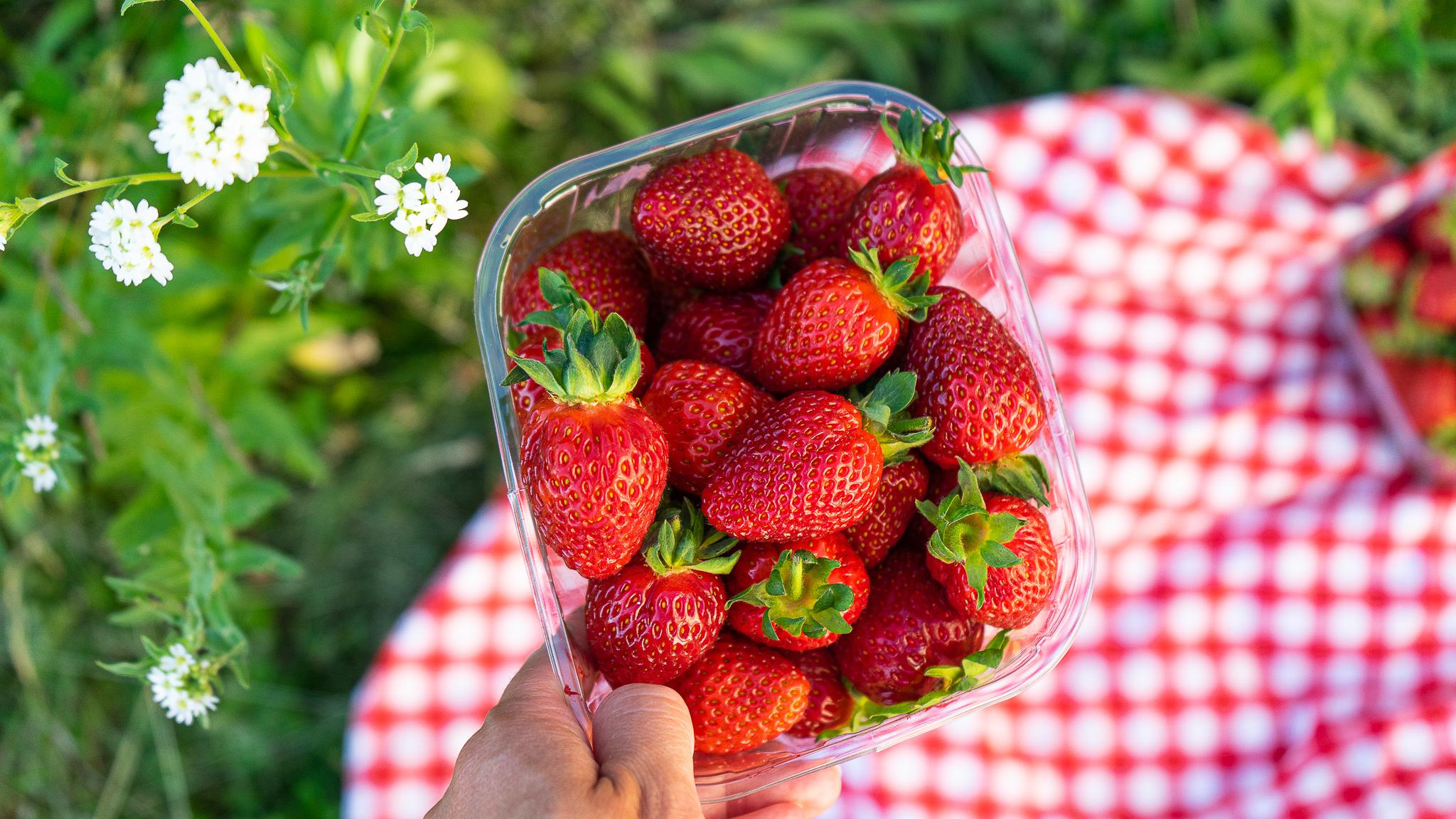 Jordbærbua strawberry farm outside Drøbak